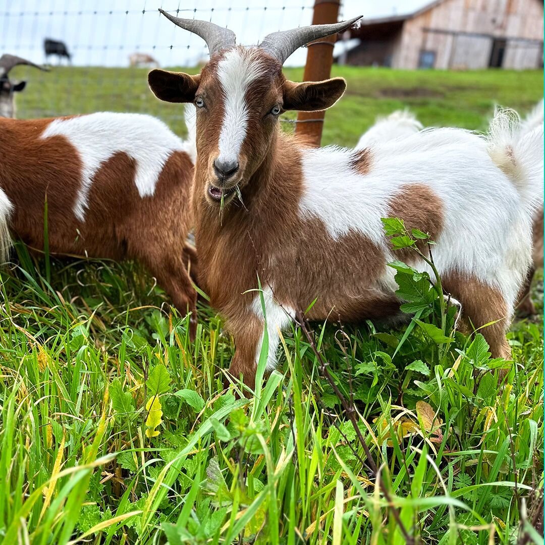 Goats like William love nothing more than to help us tame the overgrown grass in the new pasture.