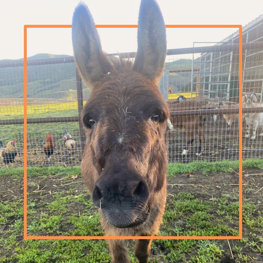 Sweet Daphne always greets us with a smile! 

#MarthasFarmAnimalSanctuary #FarmAnimalSanctuary #FarmAnimalRescue 
#FarmAnimals #DonkeyRescue #cowrescue #roosterrescue #pigrescue #goatrescue #HappySanctuaryAnimals #Pacafone #RoosterRescue #DuckRescue