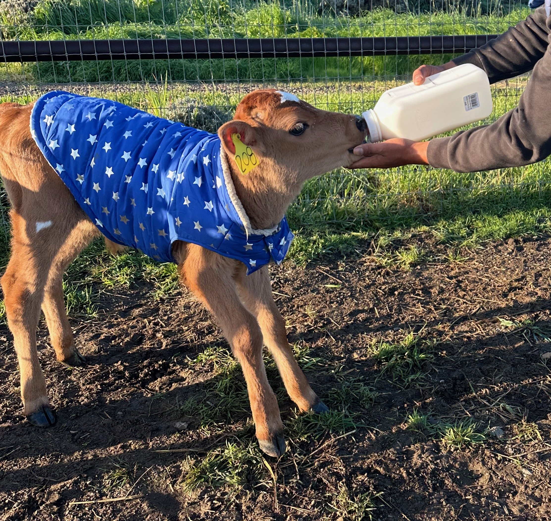A Calf Named Scout