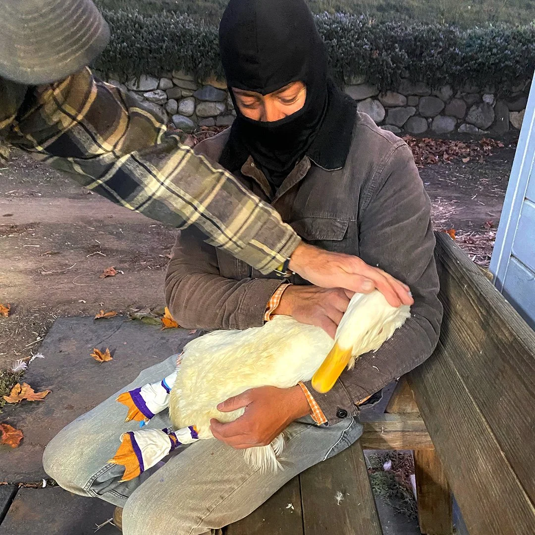 Quackers Farm Help save Quackers! And, other reasons why to give now. β Martha's Farm ...