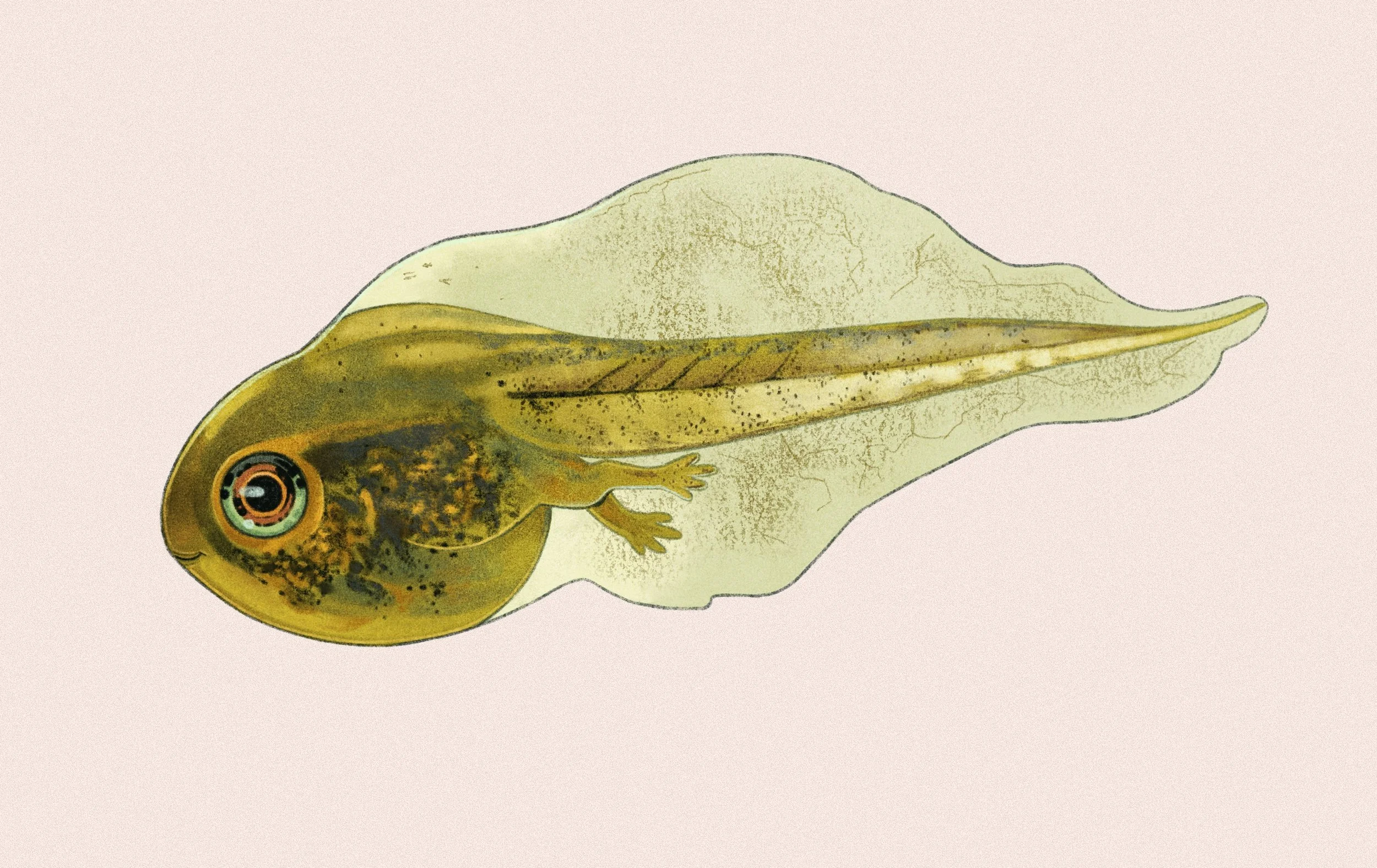 A whimsical interpretation of a tadpole