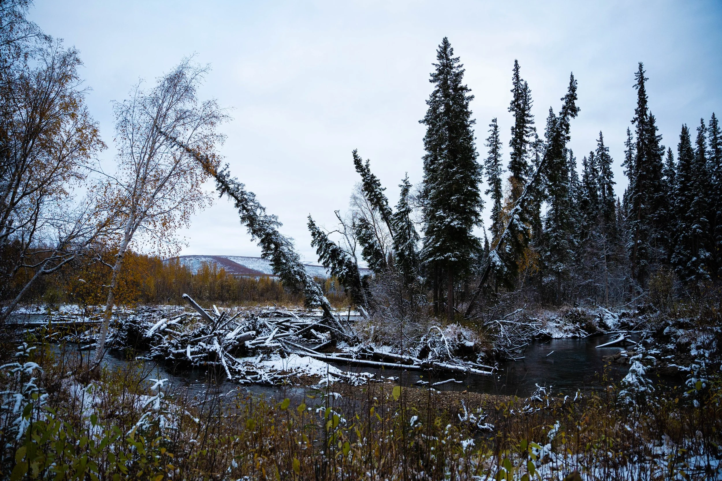 _DSC3451.jpg