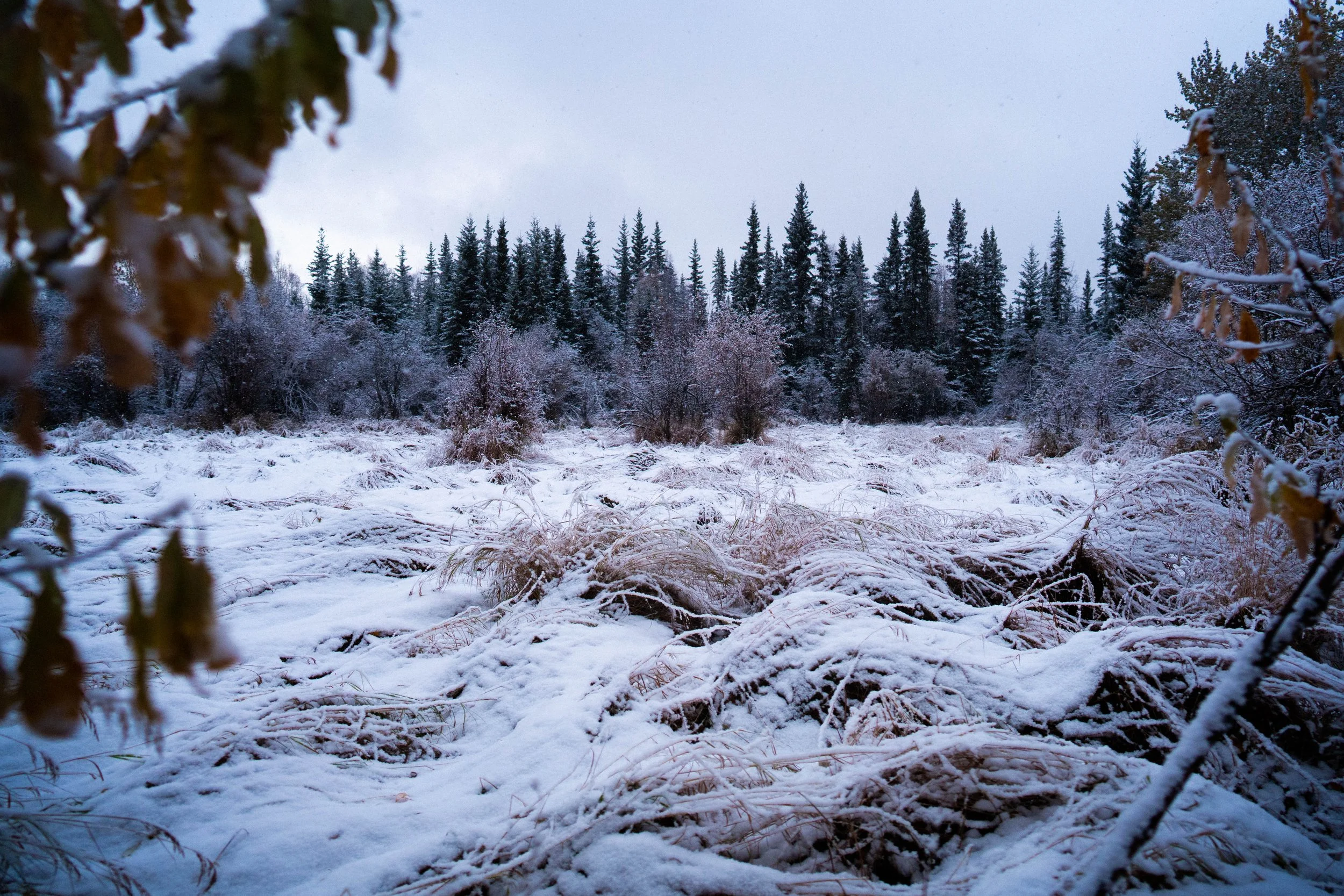 _DSC2957.jpg