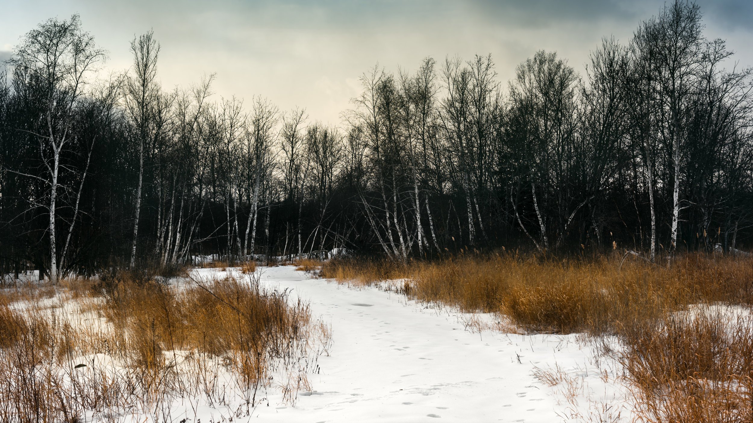 Walk in the Winter Woods