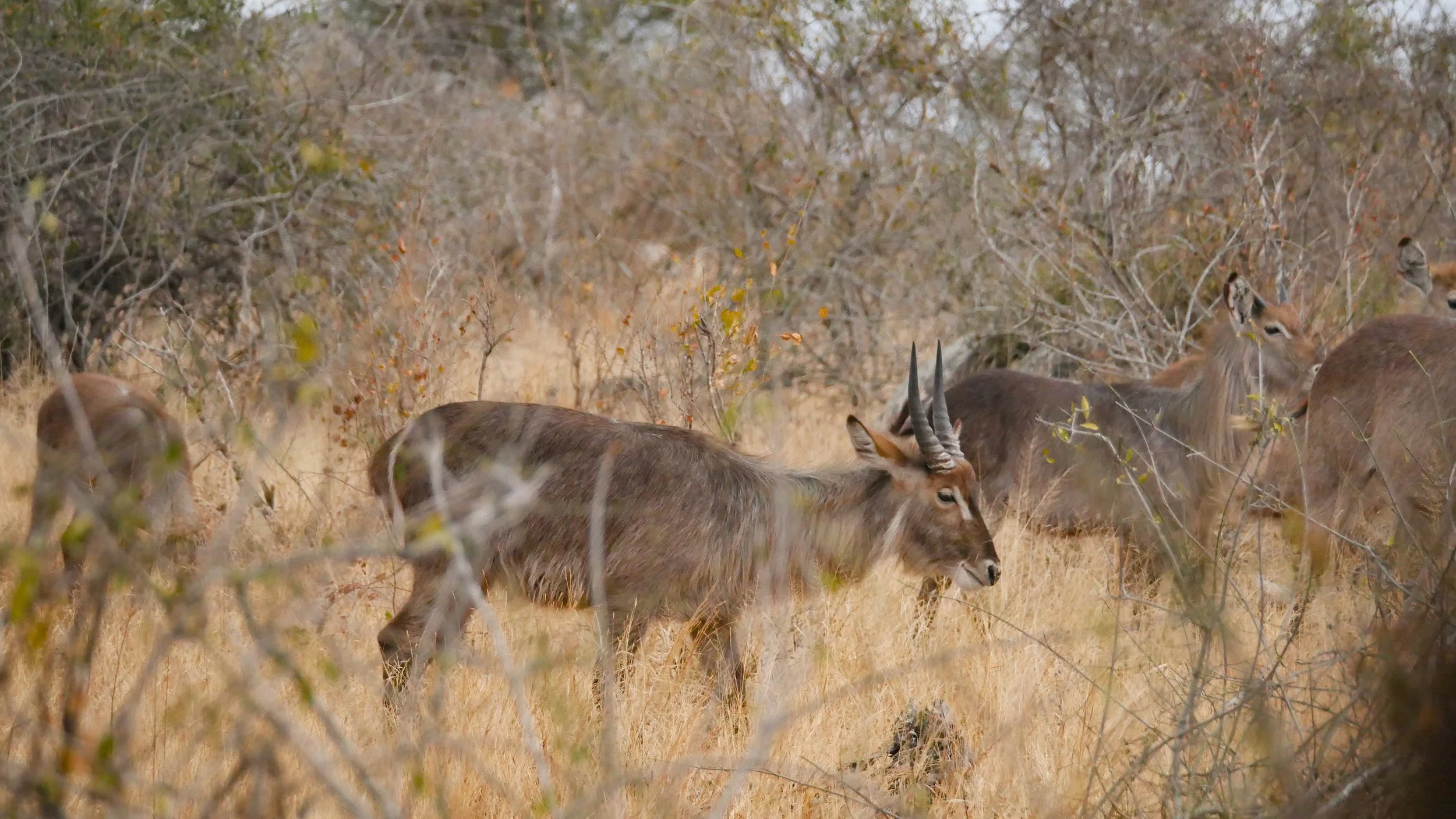 landscapeandwildlife_Kruger_-112.jpg