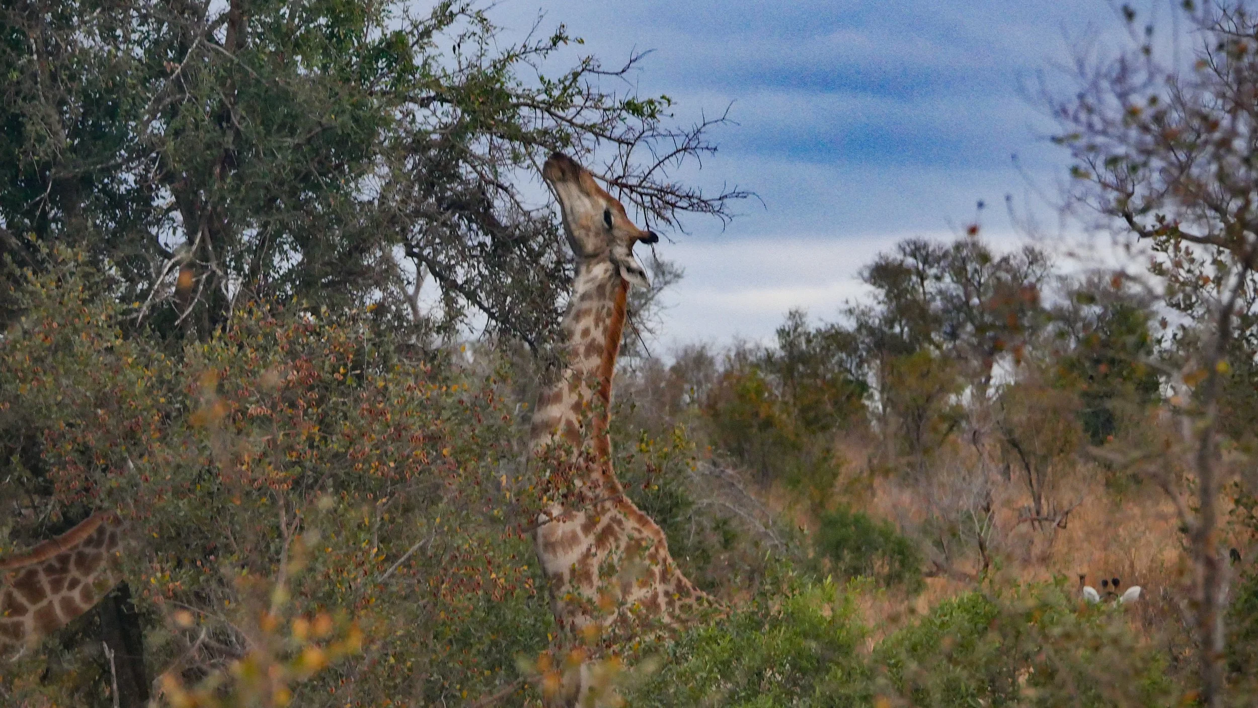 landscapeandwildlife_Kruger_-20.jpg