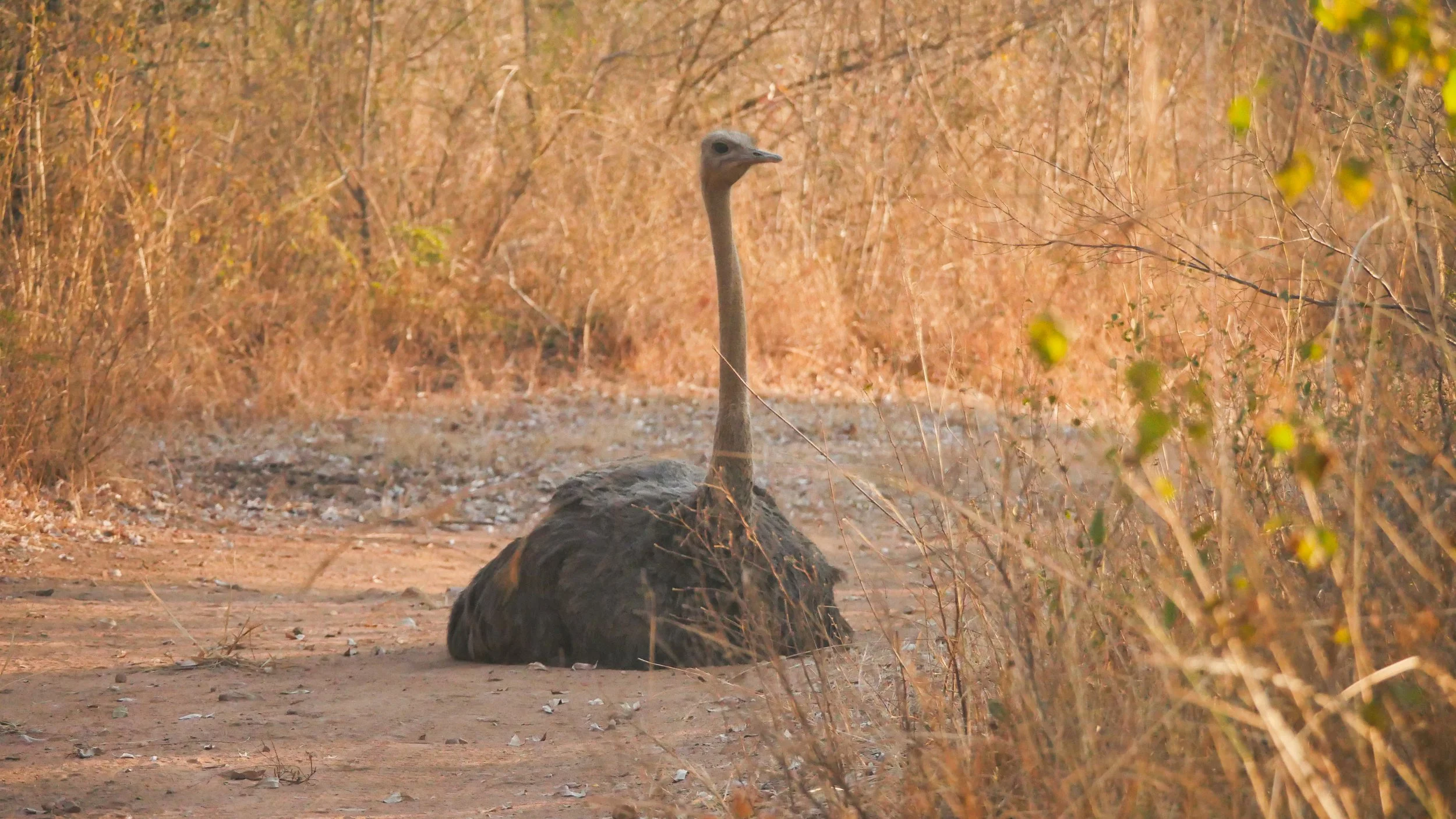 landscapeandwildlife_Kruger_-5-3.jpg