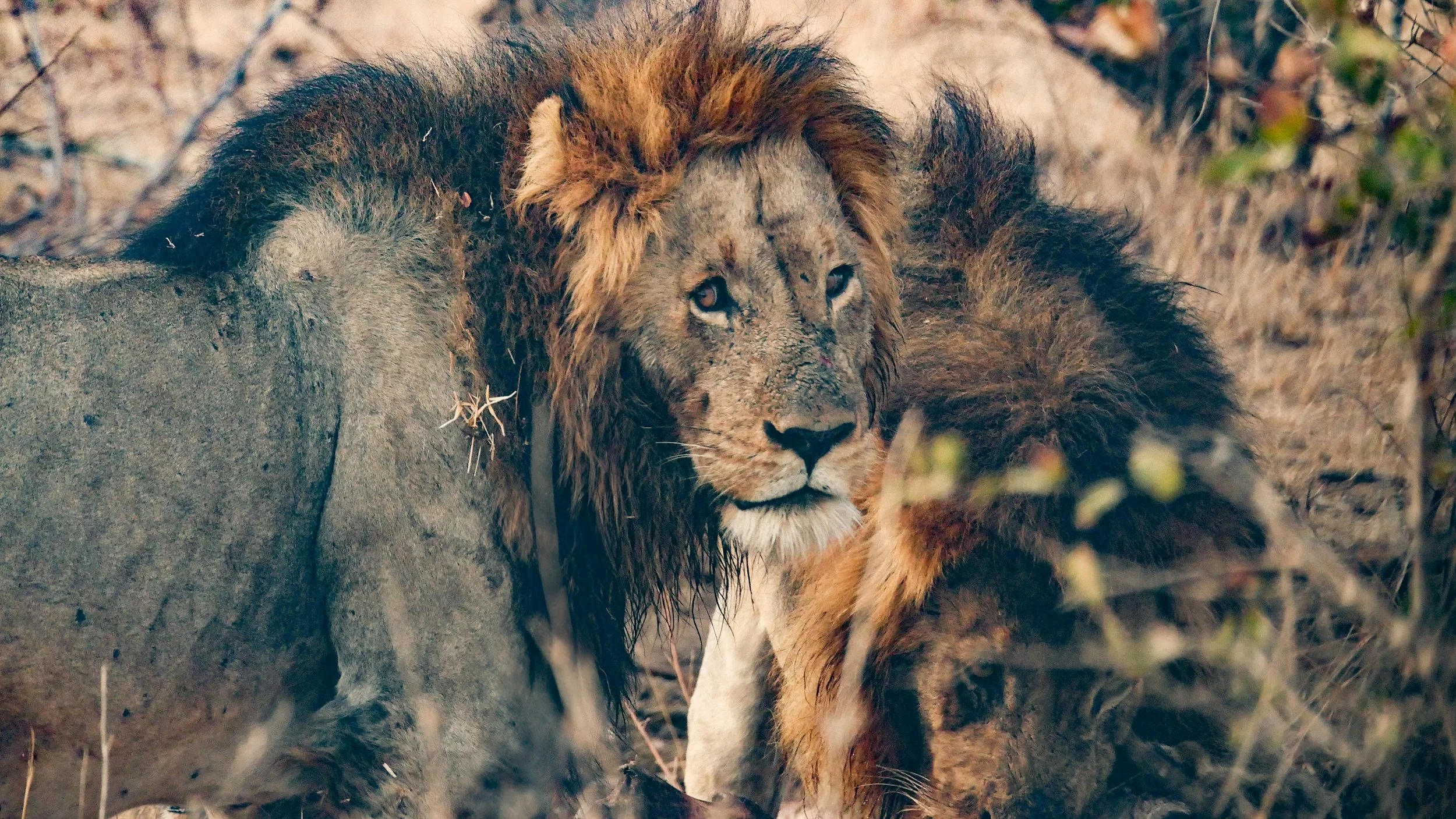 landscapeandwildlife_Kruger_-31.jpg