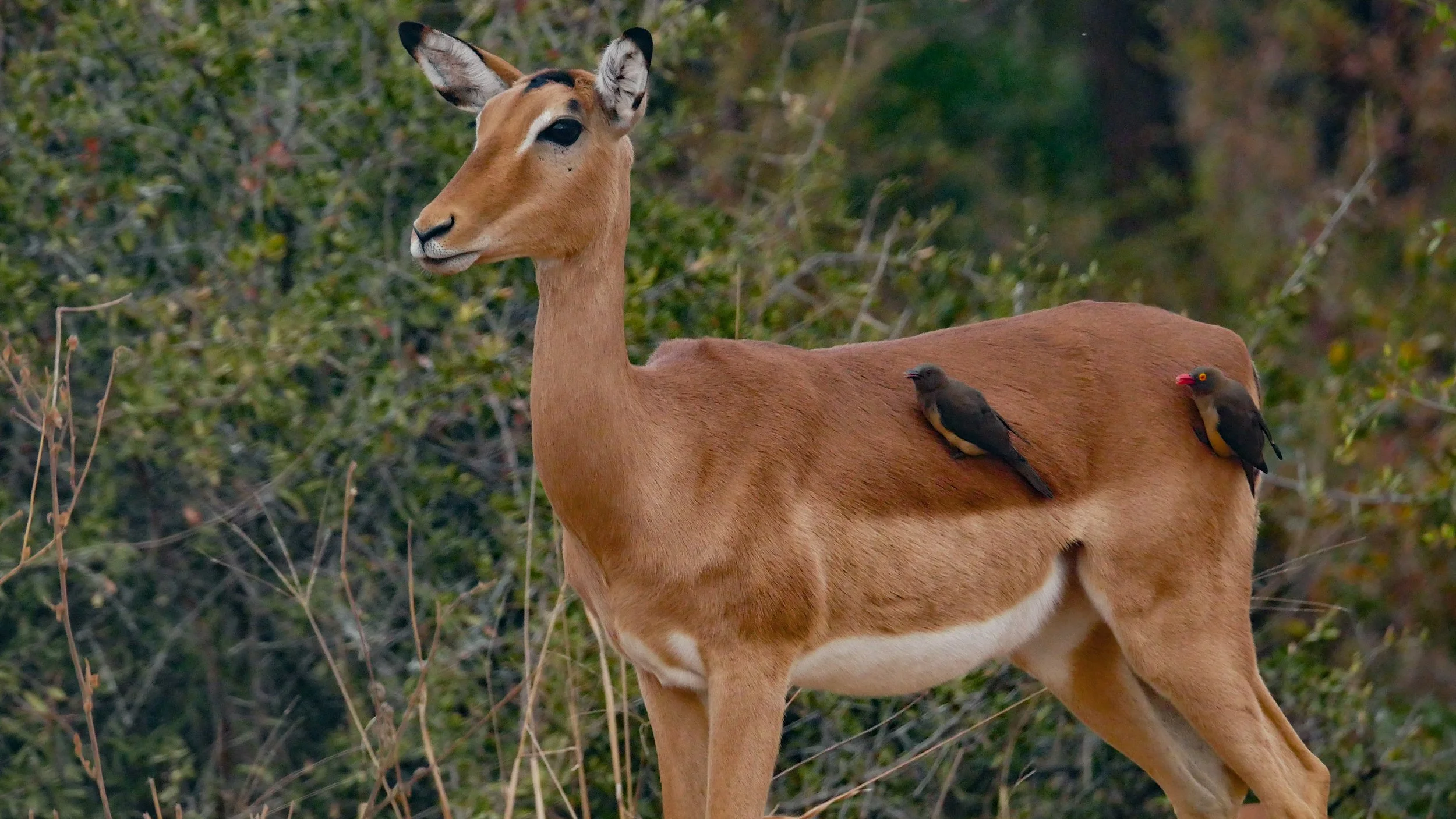 landscapeandwildlife_Kruger_-52.jpg