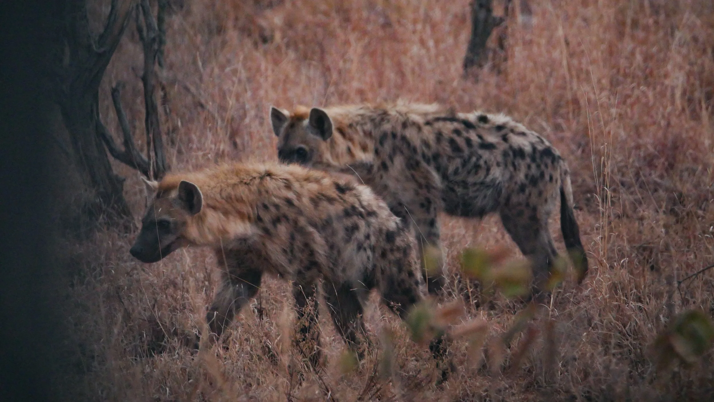 landscapeandwildlife_Kruger_-7.jpg