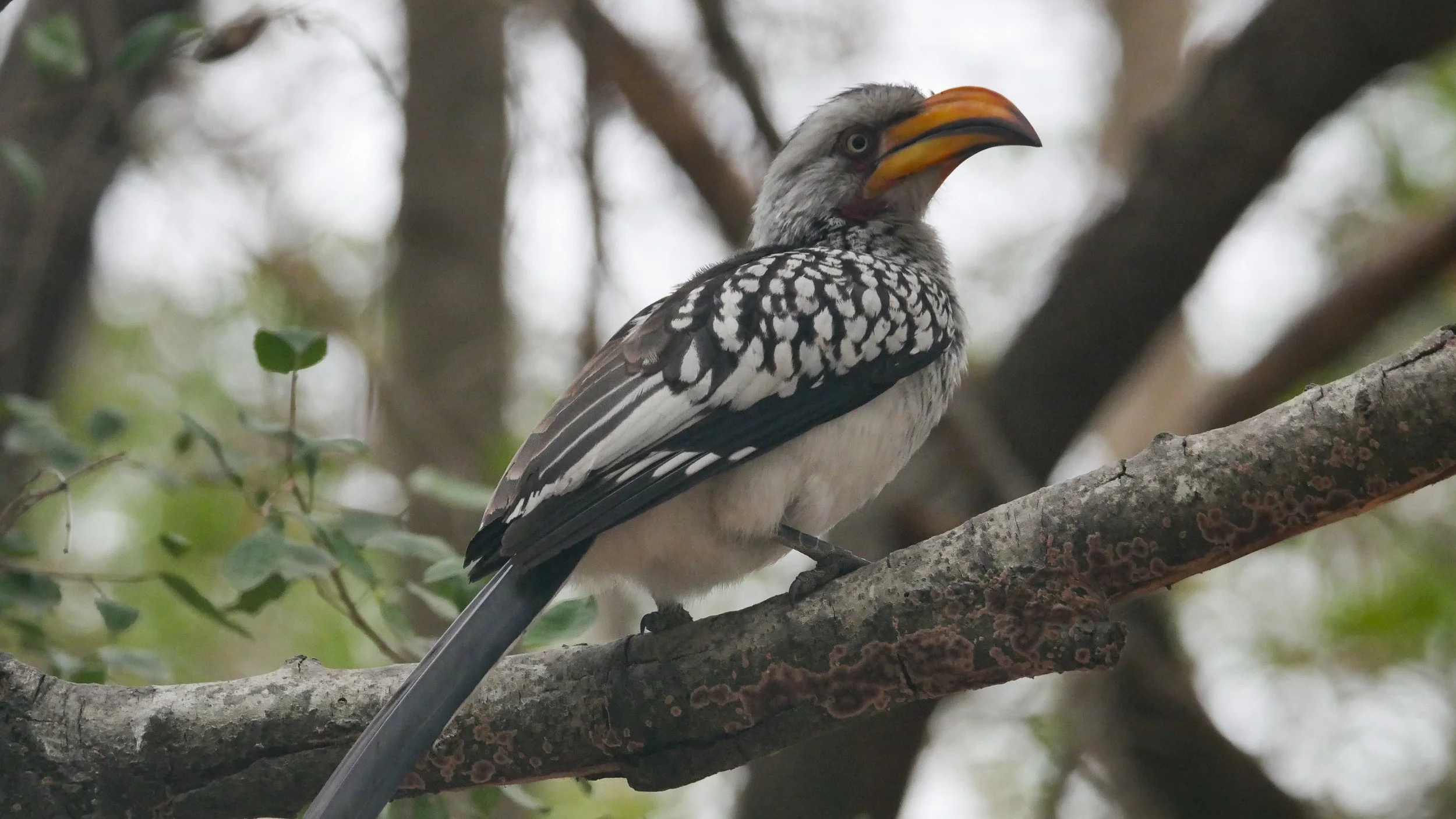 landscapeandwildlife_Kruger_-70.jpg