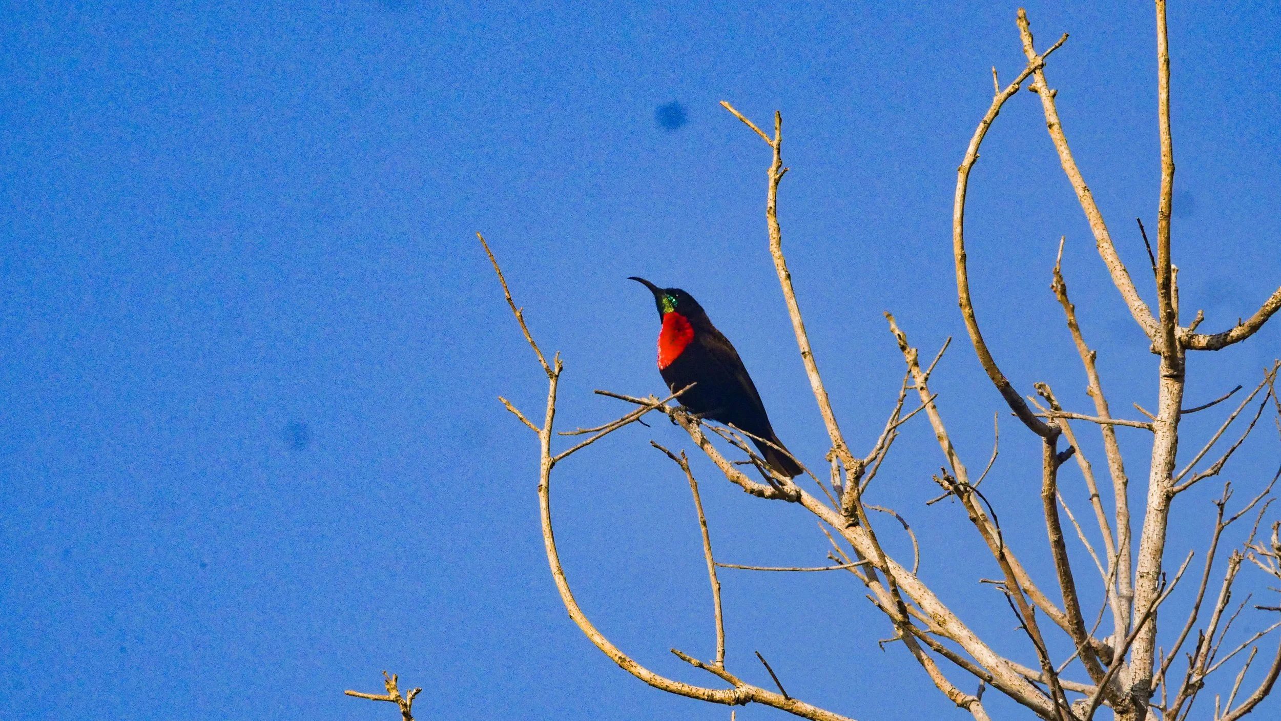 landscapeandwildlife_Kruger_-2-3.jpg