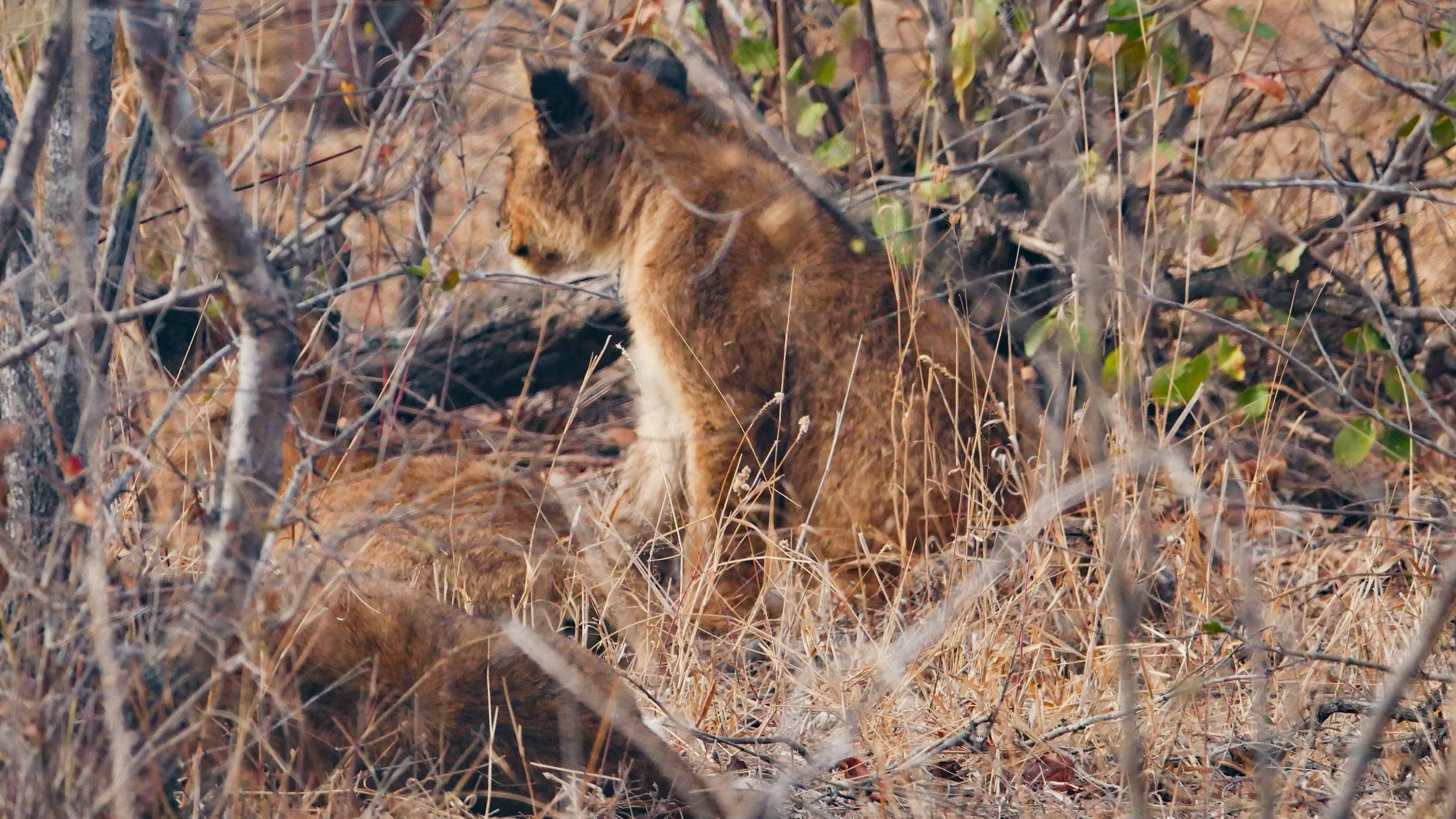 landscapeandwildlife_Kruger_-29.jpg