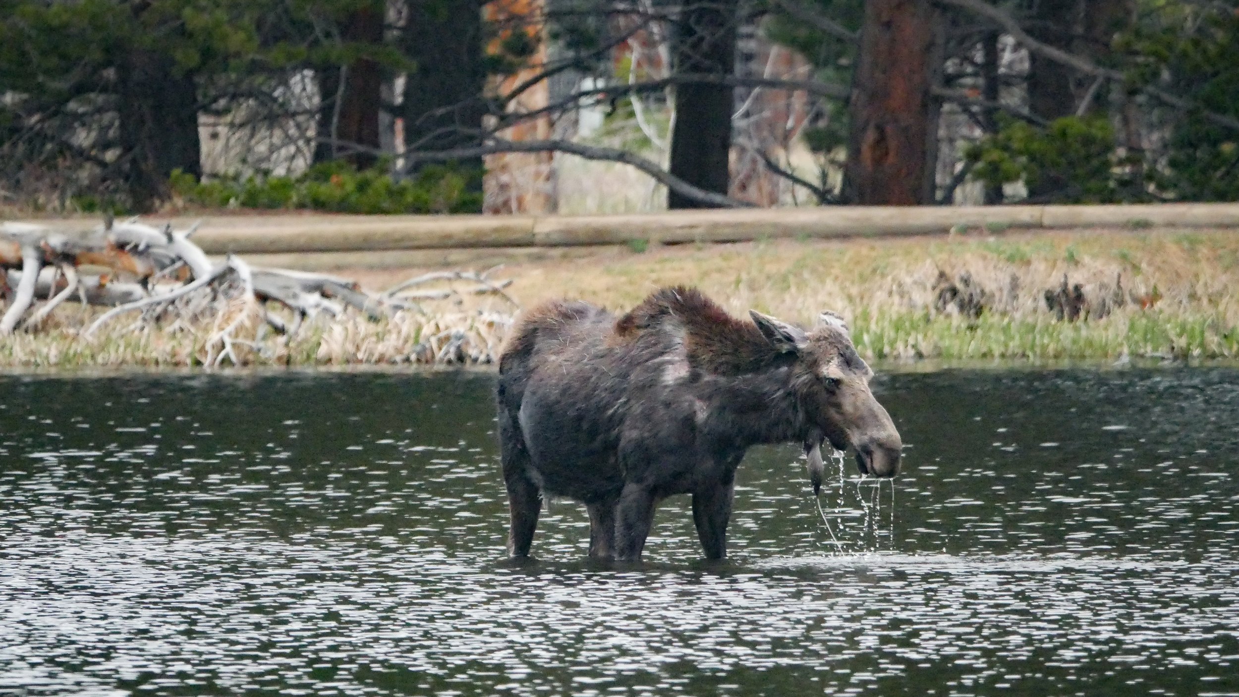 LandscapeandWildlife_RMNP_-44.jpg