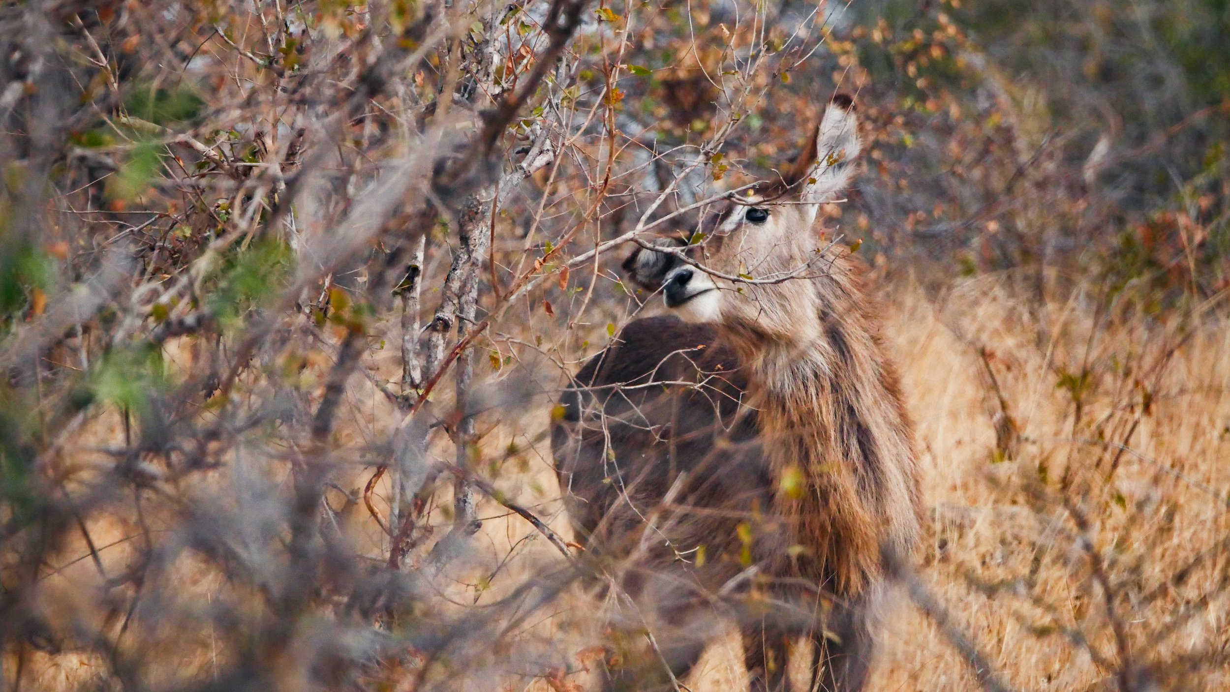 landscapeandwildlife_Kruger_-111.jpg