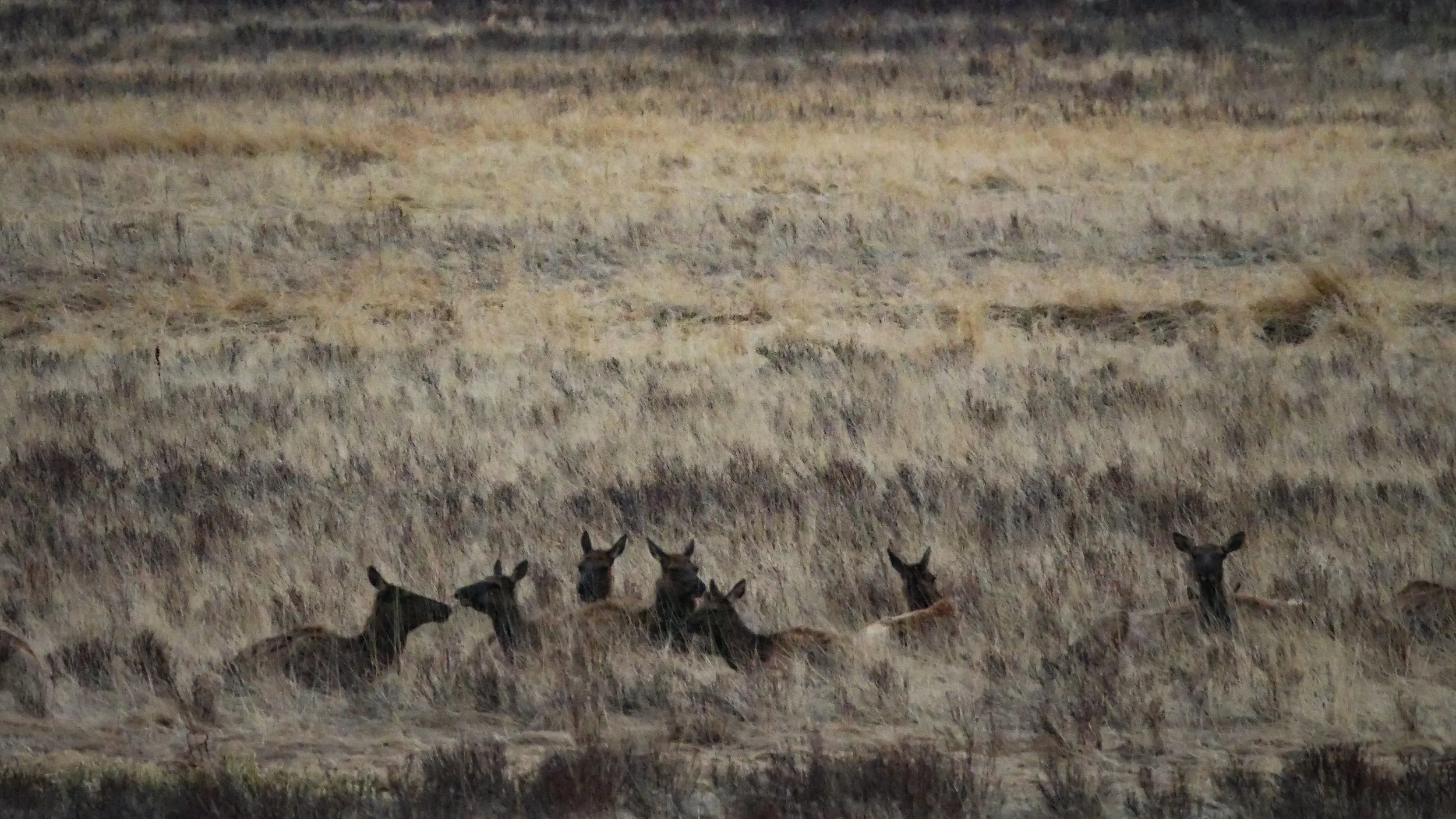 LandscapeandWildlife_RMNP_-55.jpg