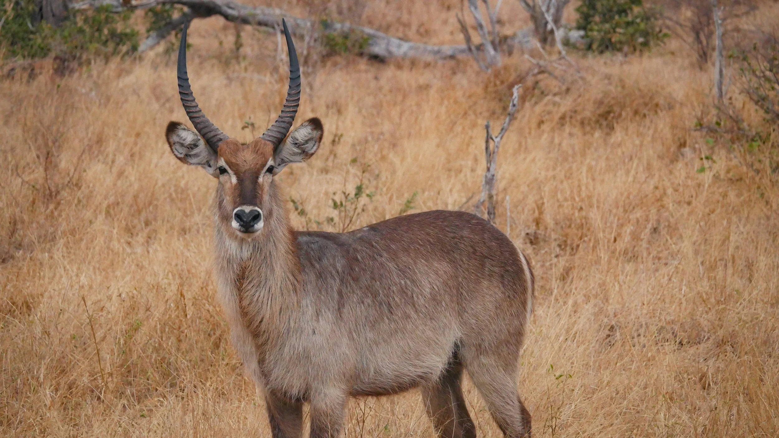 landscapeandwildlife_Kruger_-116.jpg