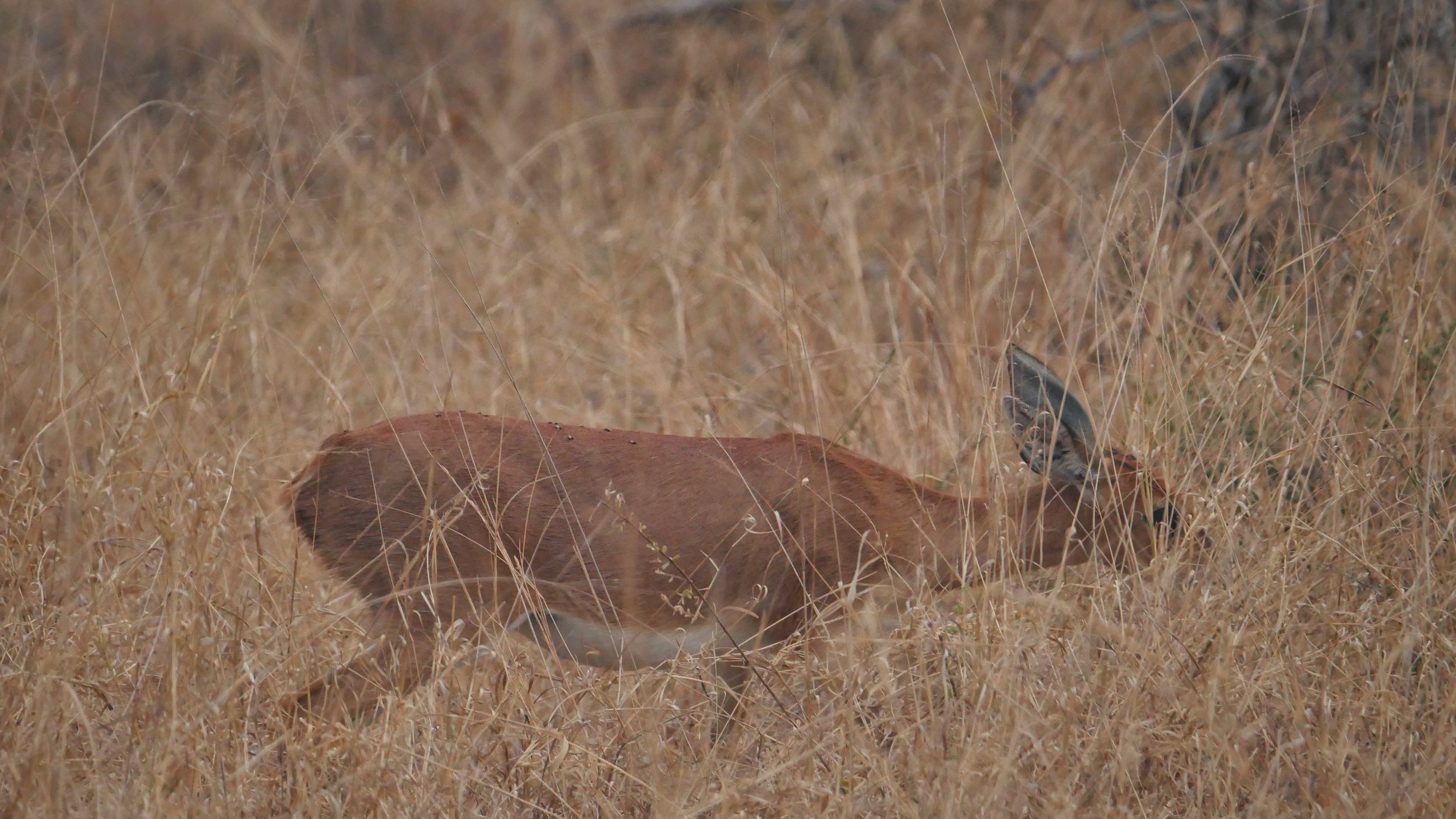 landscapeandwildlife_Kruger_-97.jpg