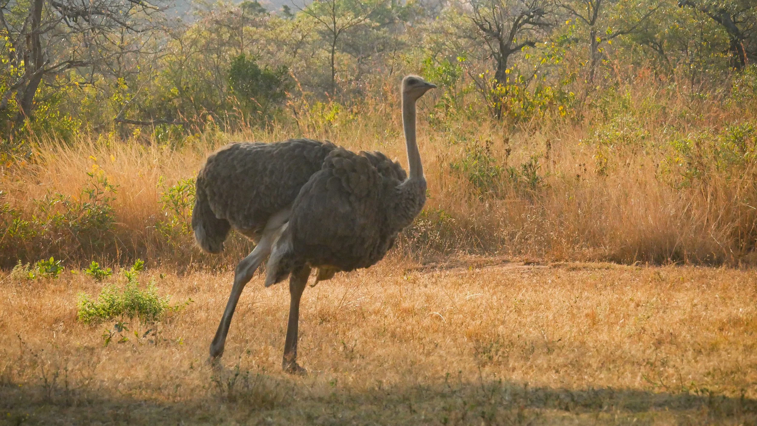 landscapeandwildlife_Kruger_-4-3.jpg