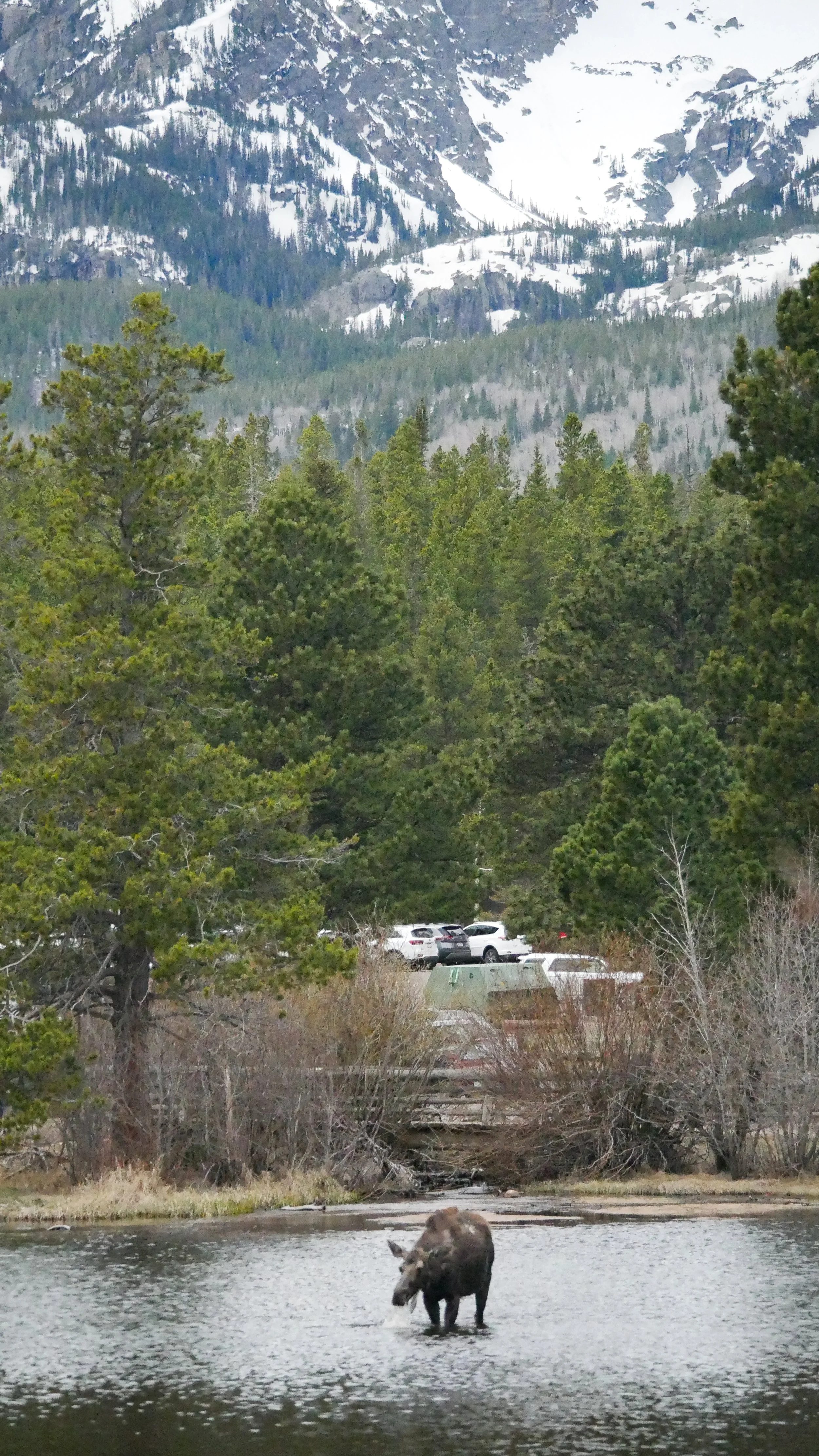 LandscapeandWildlife_RMNP_-46.jpg