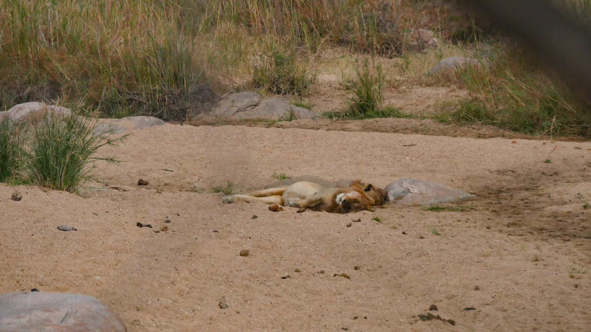 landscapeandwildlife_Kruger_-92.jpg