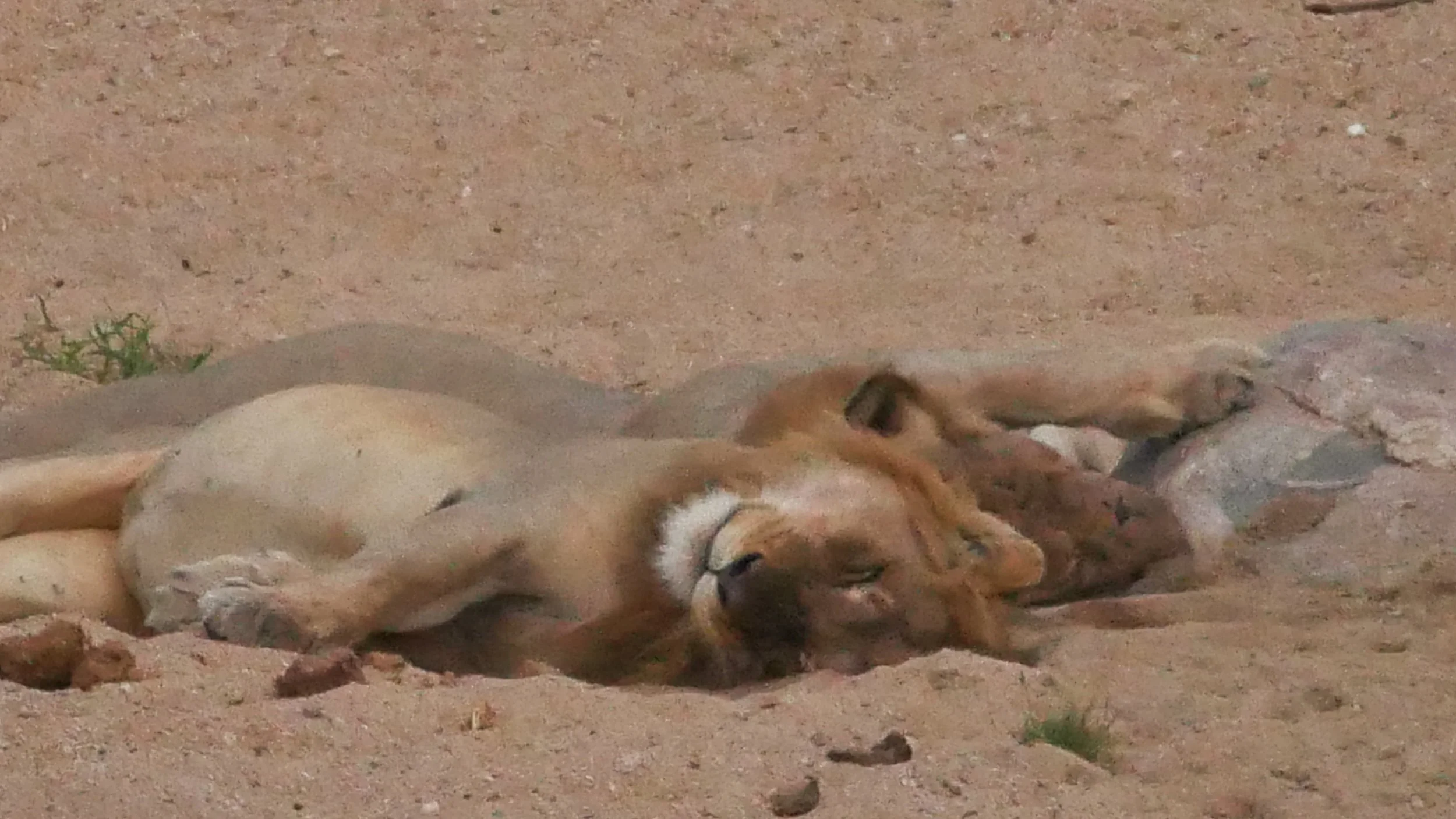 landscapeandwildlife_Kruger_-94.jpg