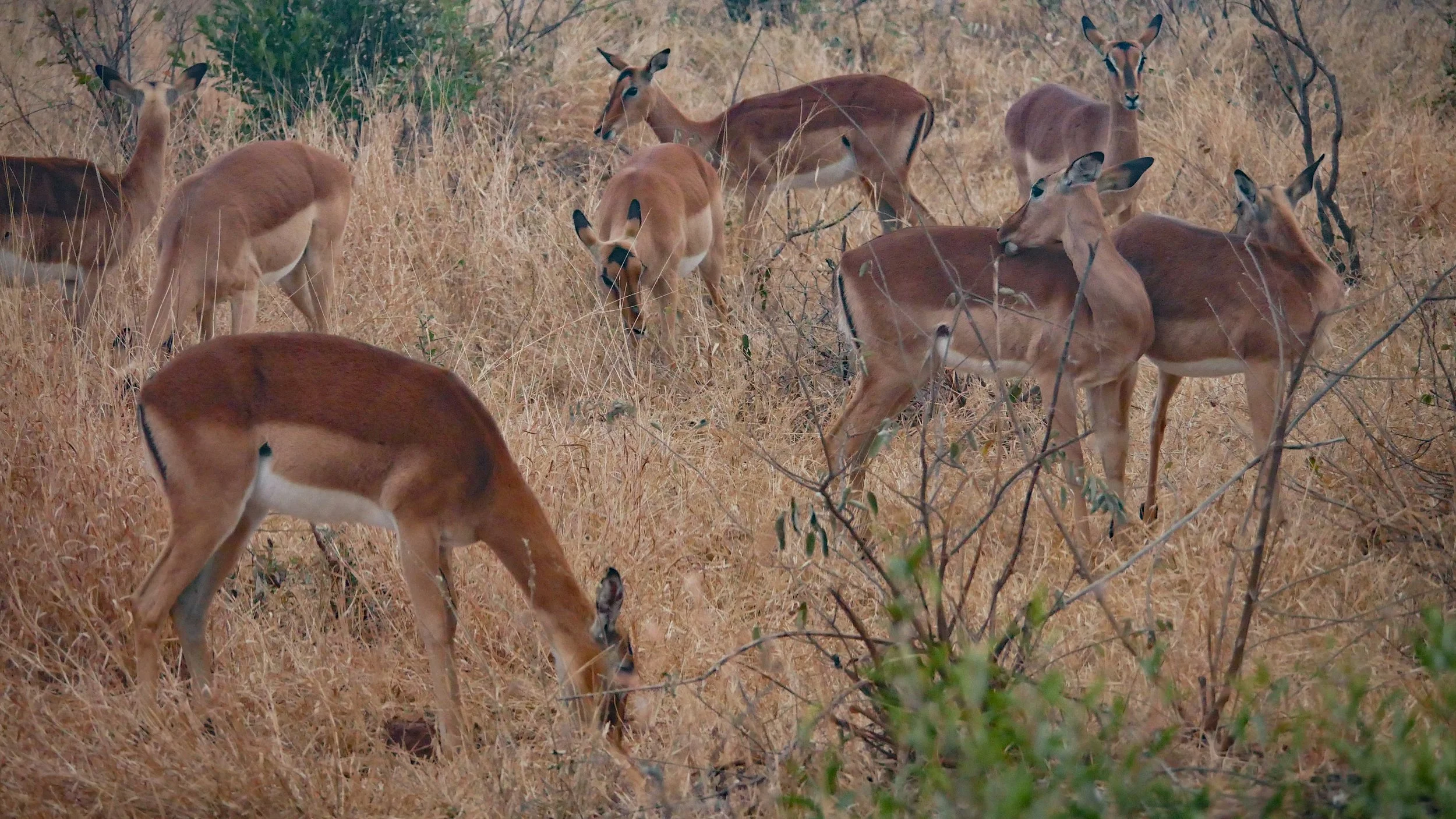 landscapeandwildlife_Kruger_-18.jpg