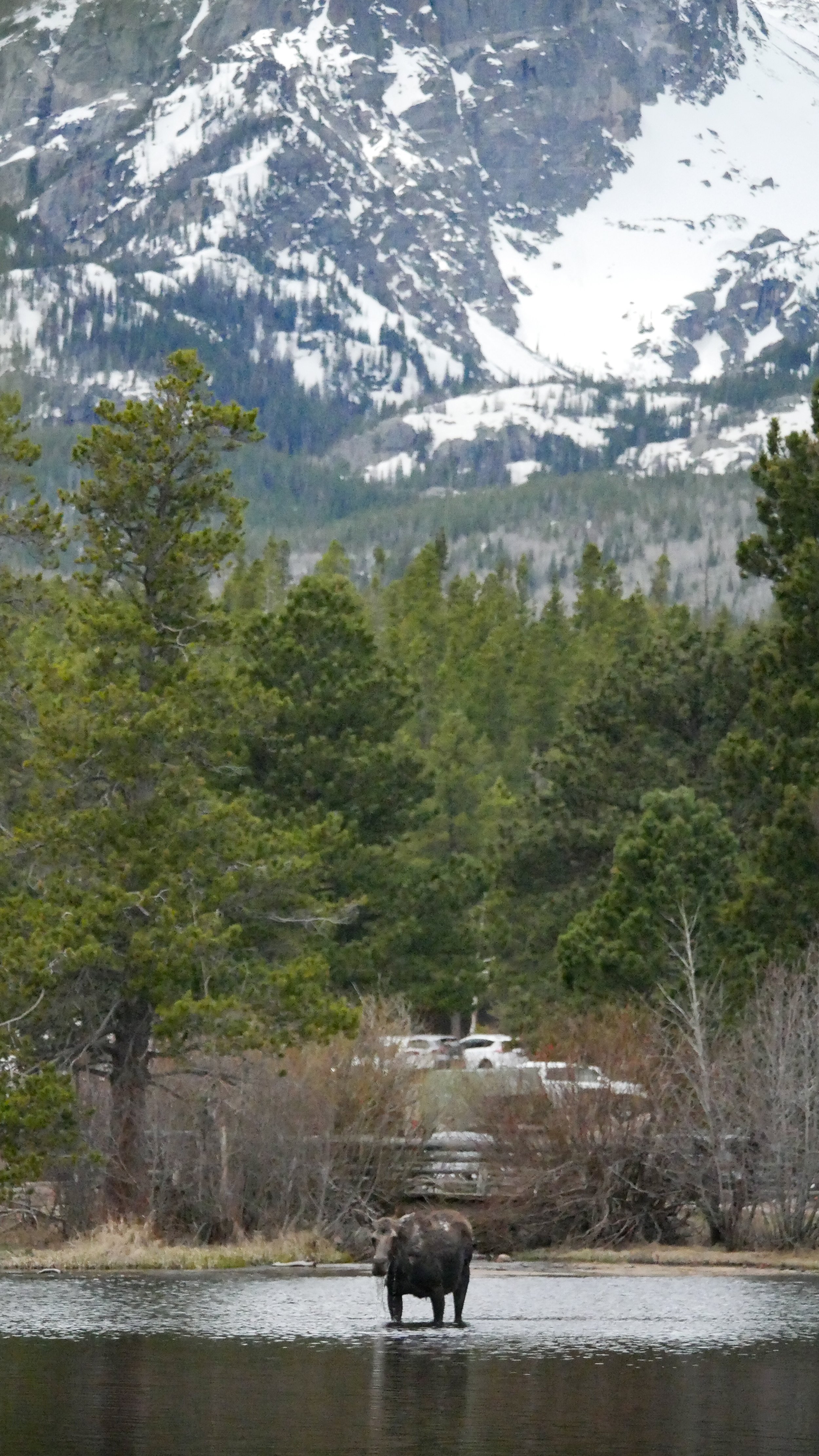 LandscapeandWildlife_RMNP_-47.jpg