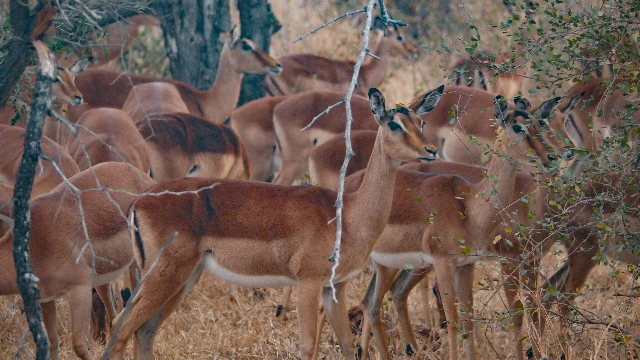 landscapeandwildlife_Kruger_-19.jpg