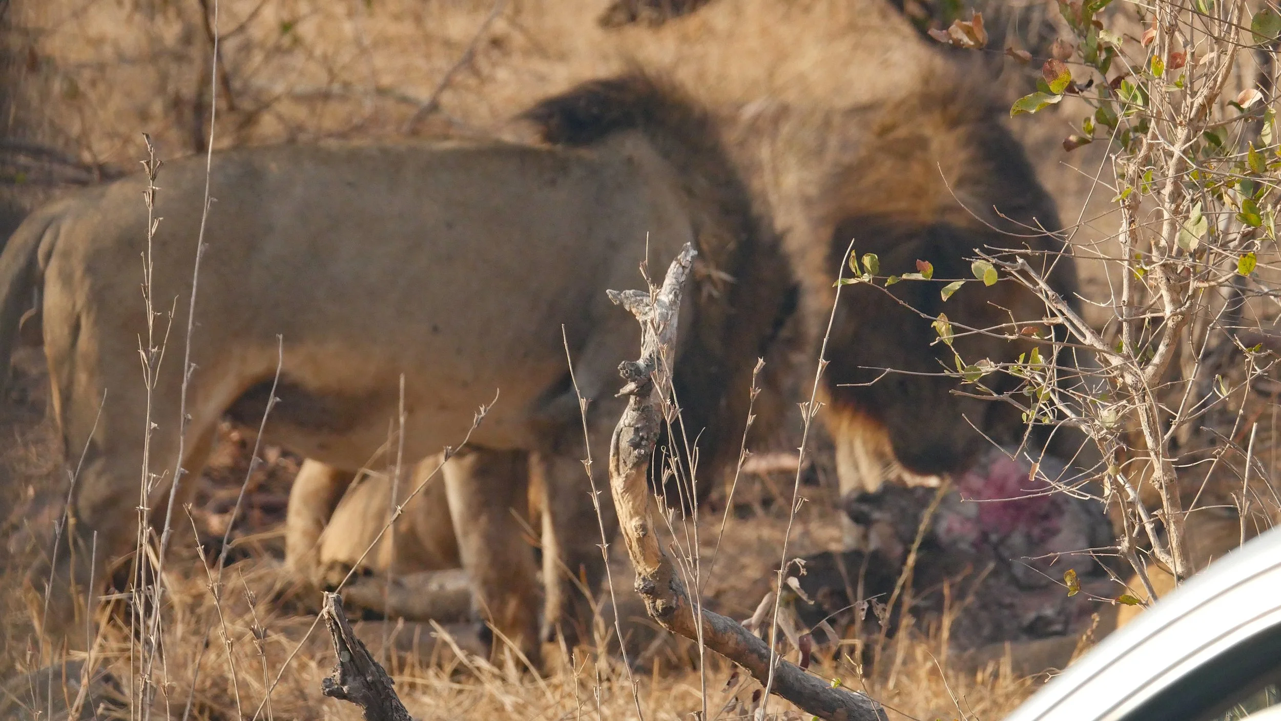 landscapeandwildlife_Kruger_-30.jpg