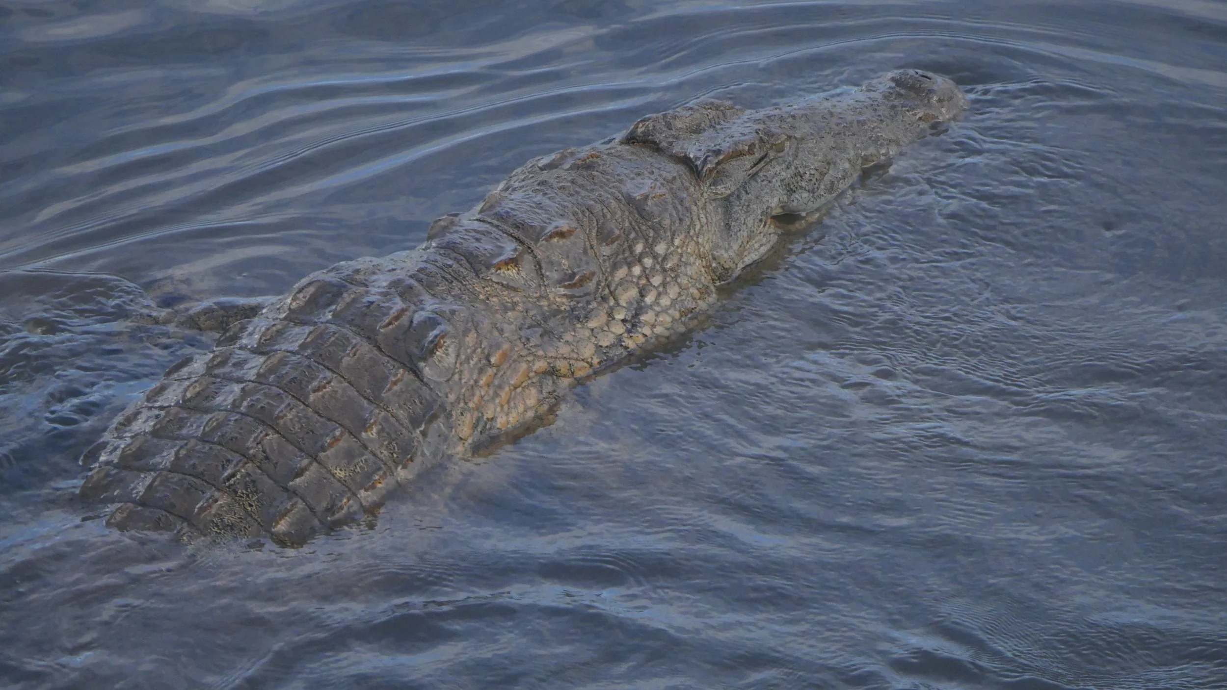 landscapeandwildlife_Kruger_-168.jpg