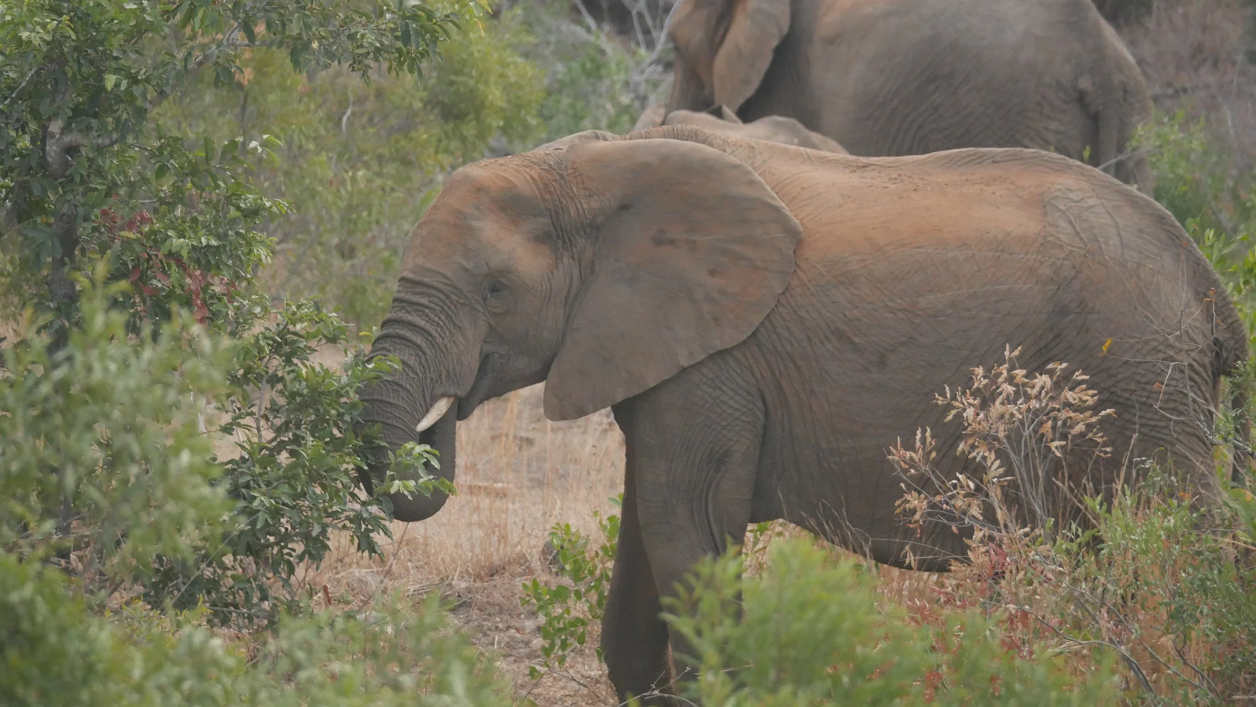 landscapeandwildlife_Kruger_-148.jpg