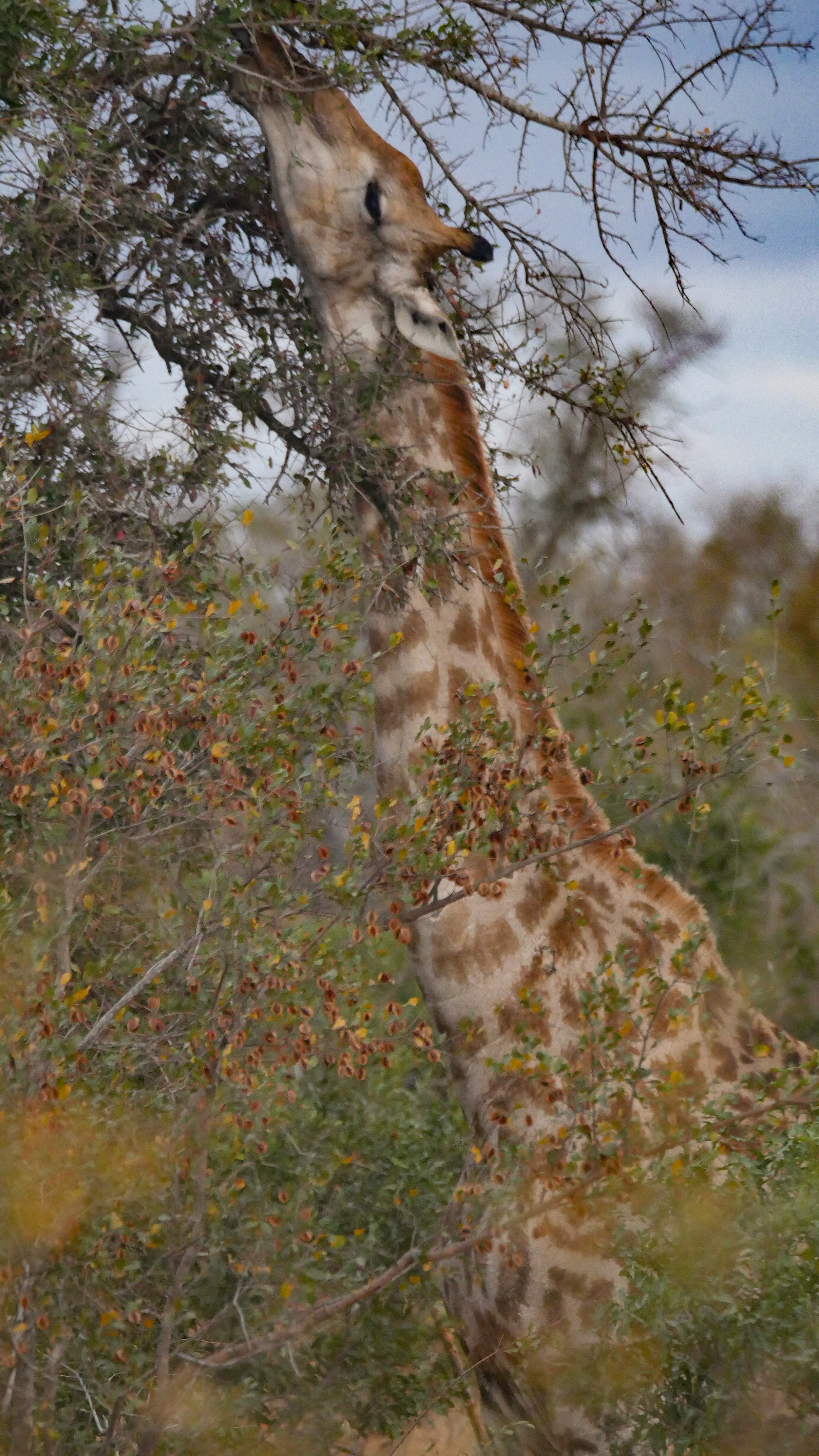 landscapeandwildlife_Kruger_-21.jpg