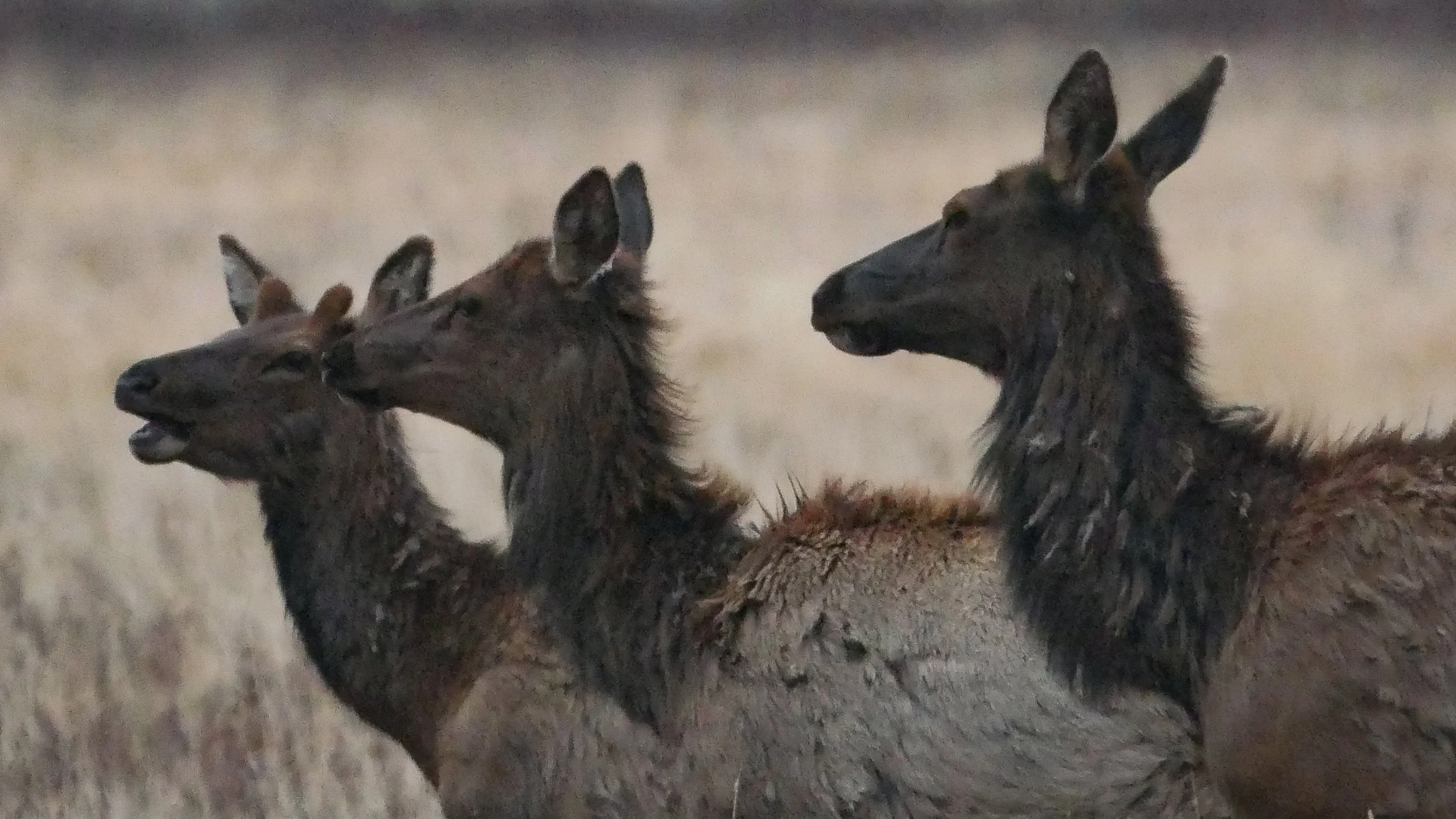 LandscapeandWildlife_RMNP_-64.jpg