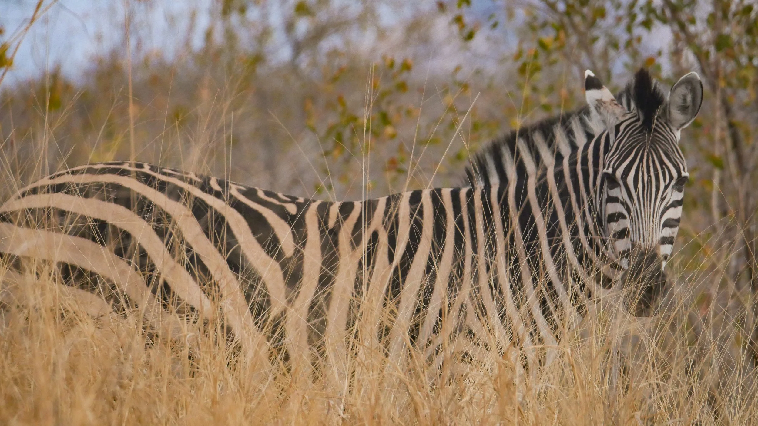 landscapeandwildlife_Kruger_-138.jpg