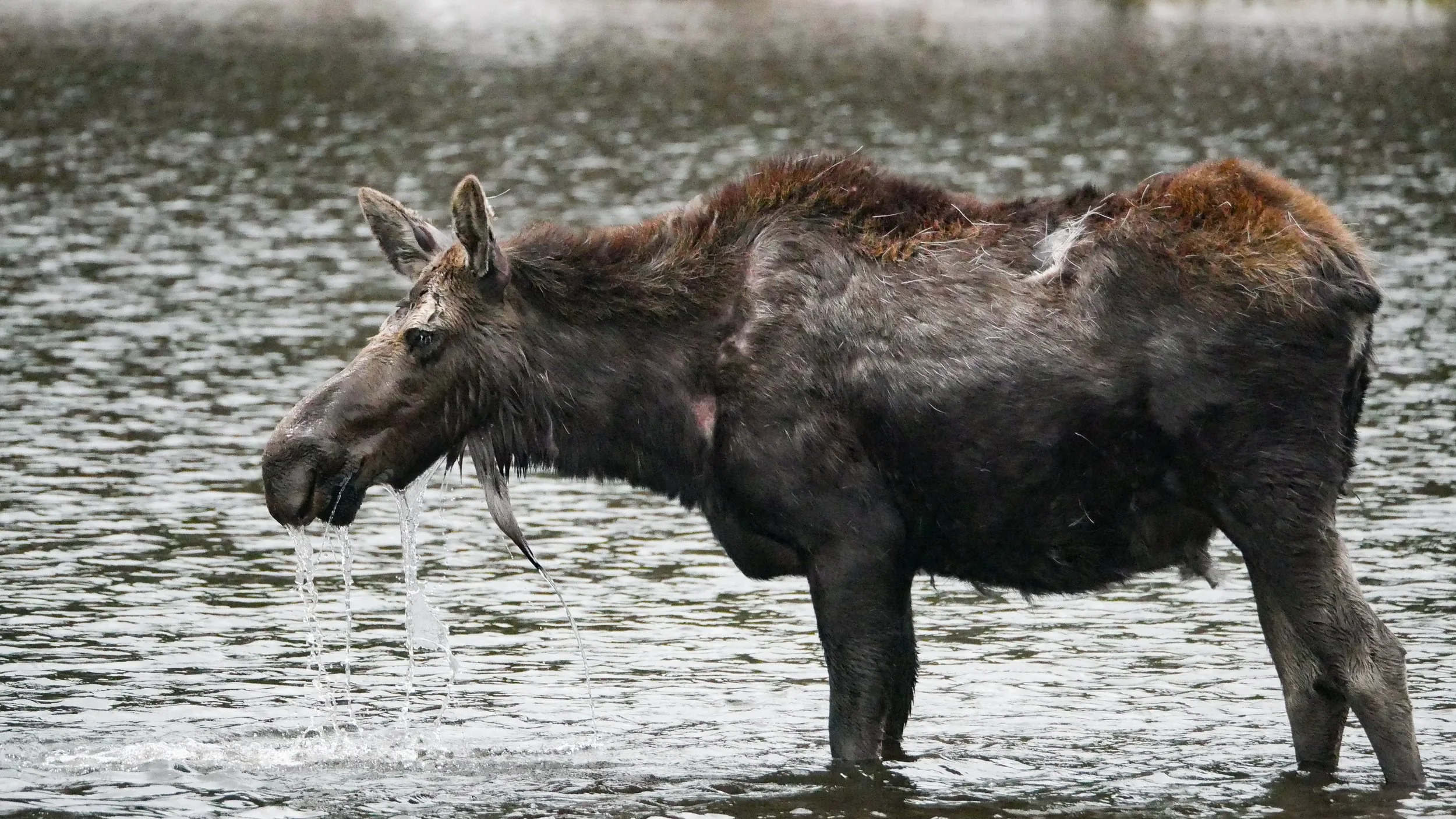 LandscapeandWildlife_RMNP_-50.jpg