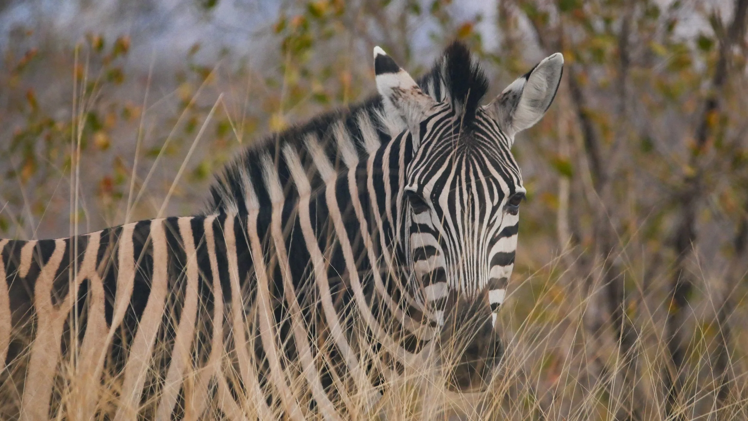 landscapeandwildlife_Kruger_-139.jpg