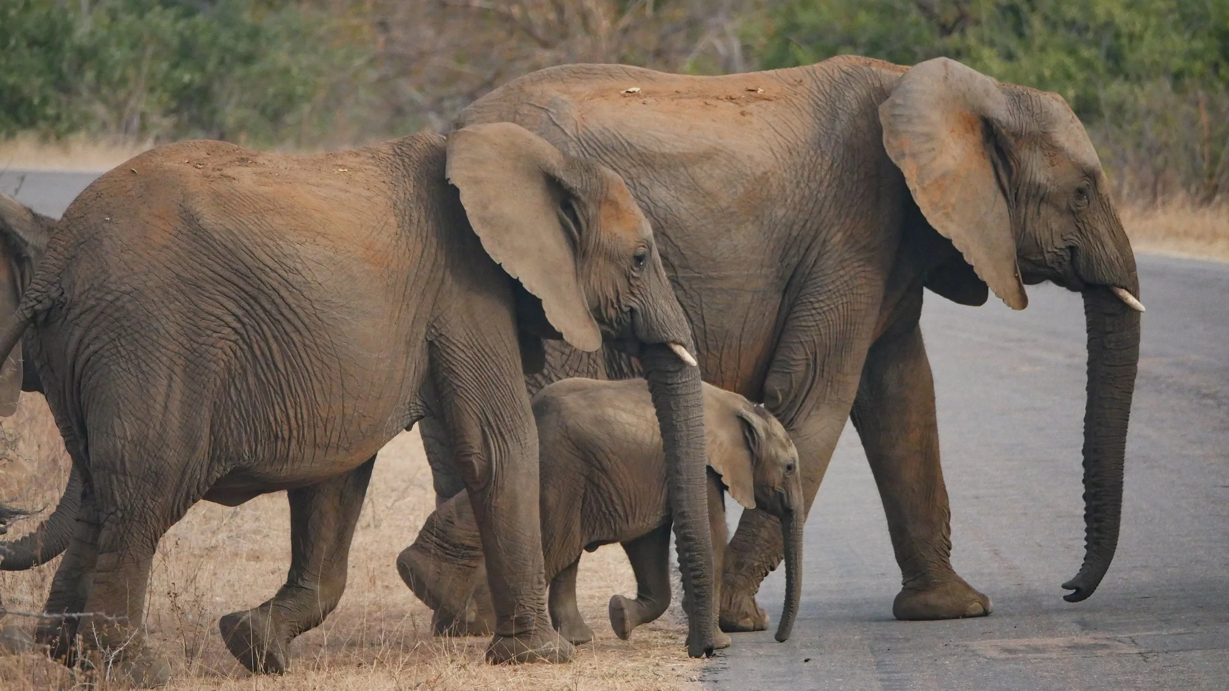 landscapeandwildlife_Kruger_-146.jpg