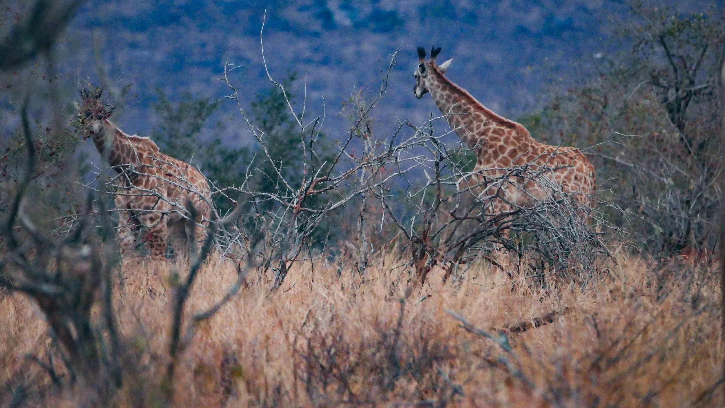 landscapeandwildlife_Kruger_-8.jpg