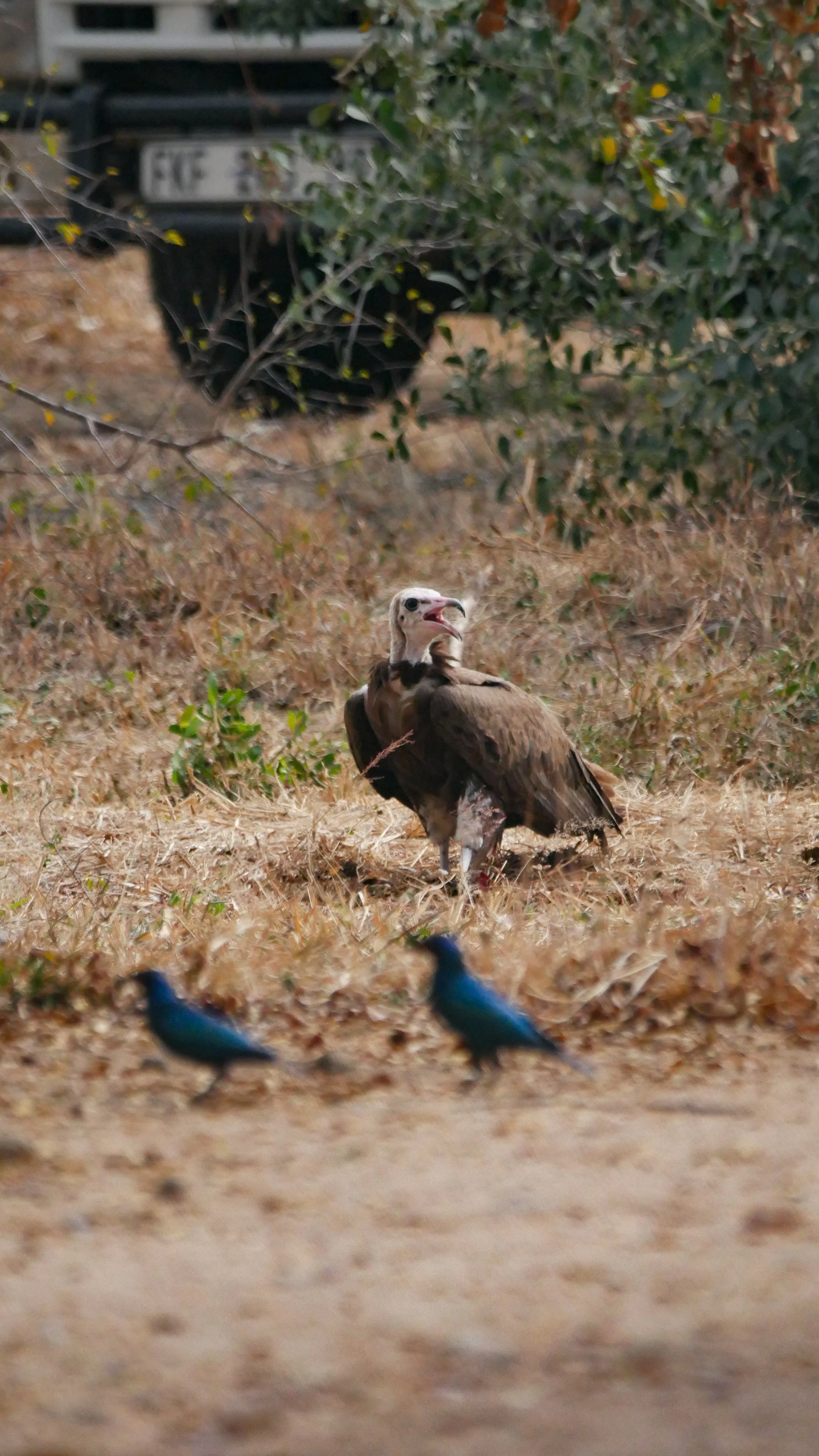 landscapeandwildlife_Kruger_-129.jpg
