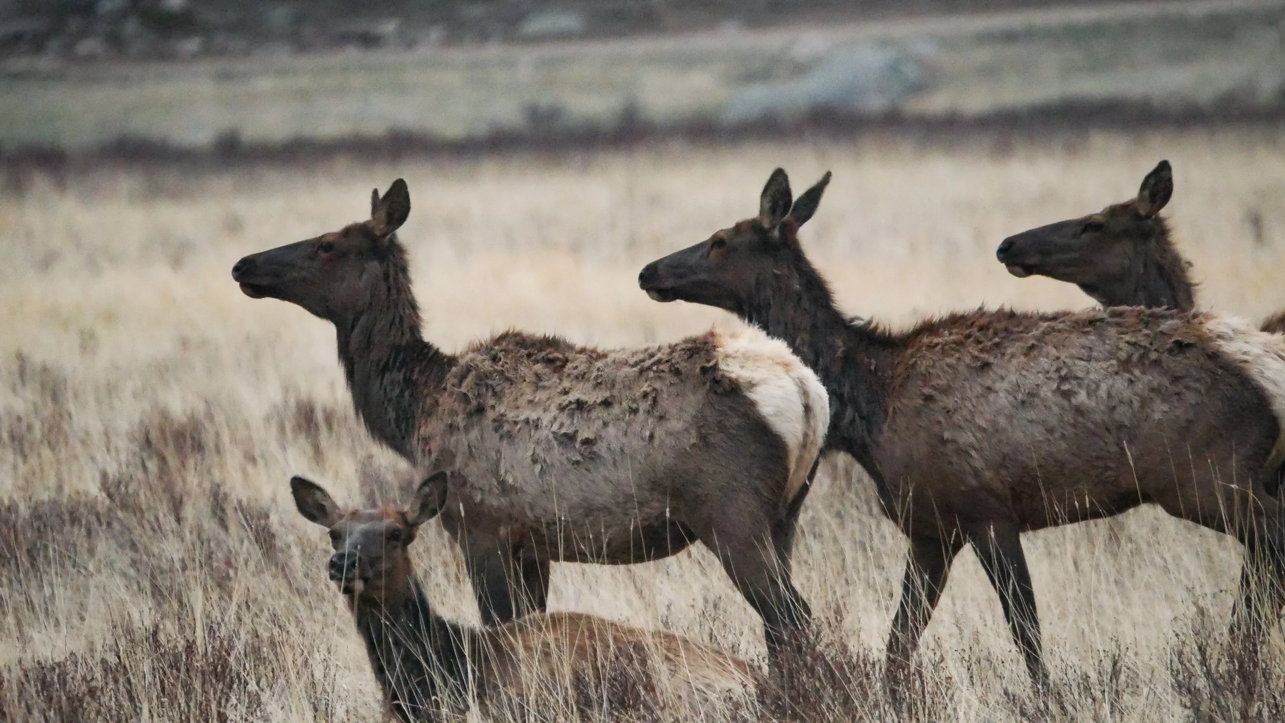 LandscapeandWildlife_RMNP_-63.jpg