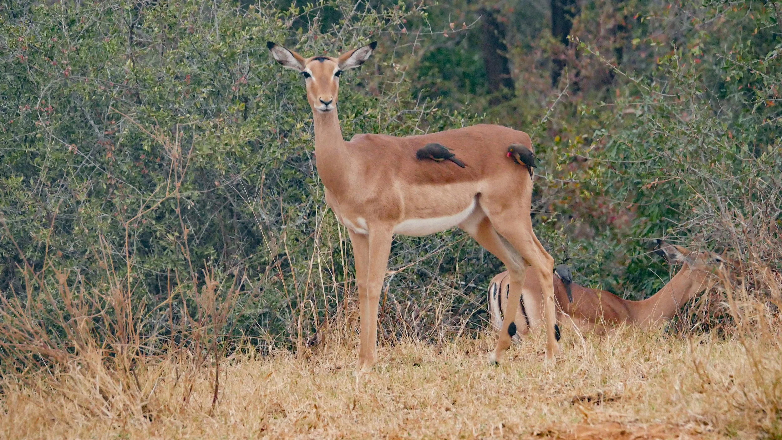 landscapeandwildlife_Kruger_-51.jpg