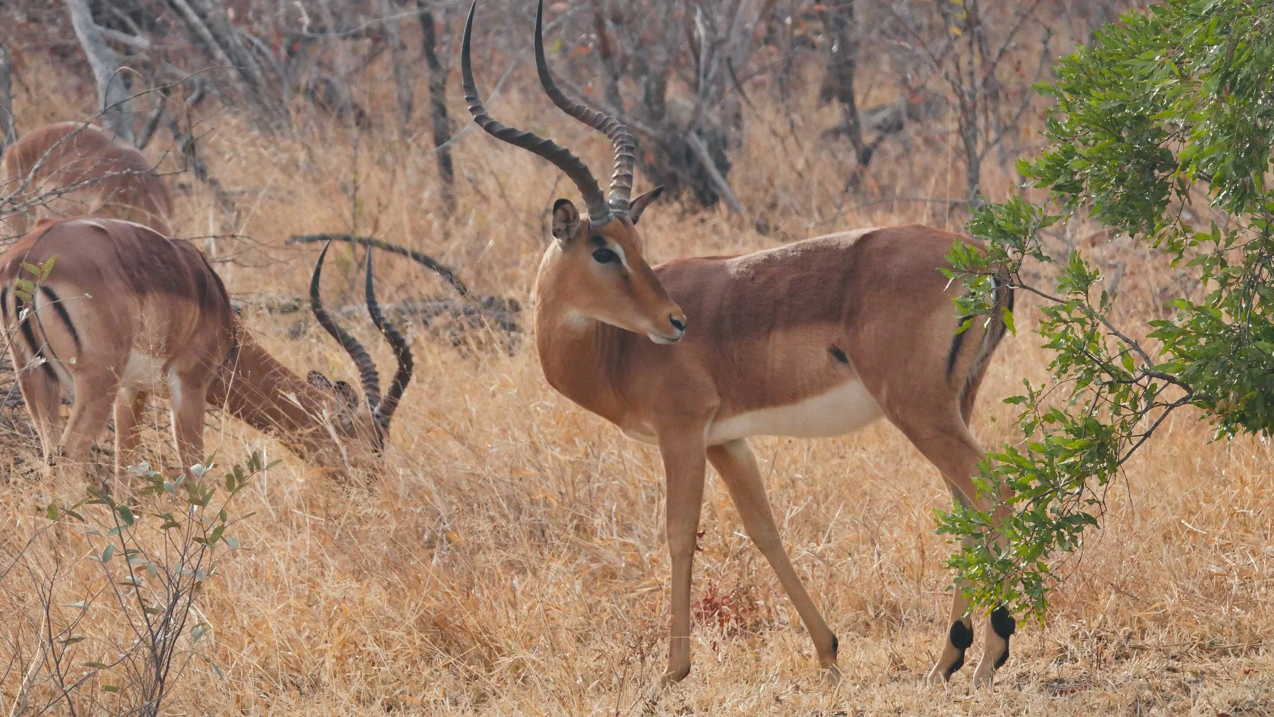 landscapeandwildlife_Kruger_-64.jpg