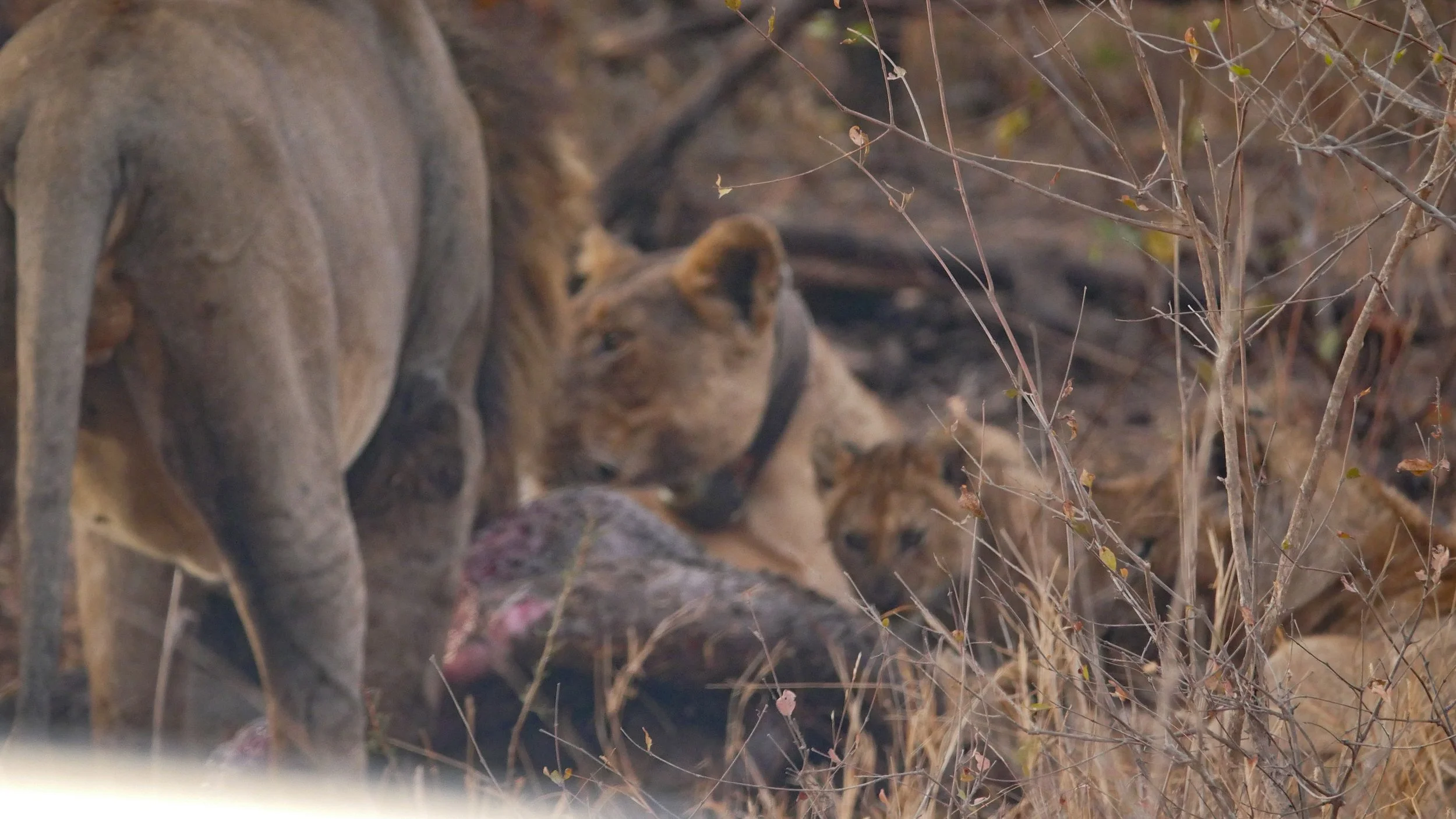 landscapeandwildlife_Kruger_-24.jpg