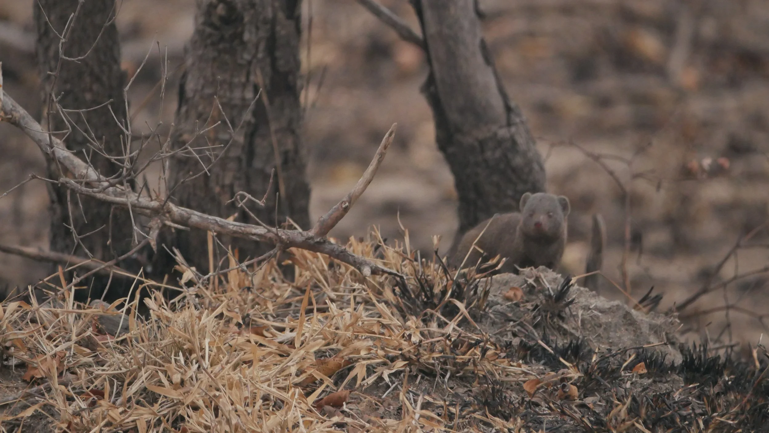 landscapeandwildlife_Kruger_-126.jpg