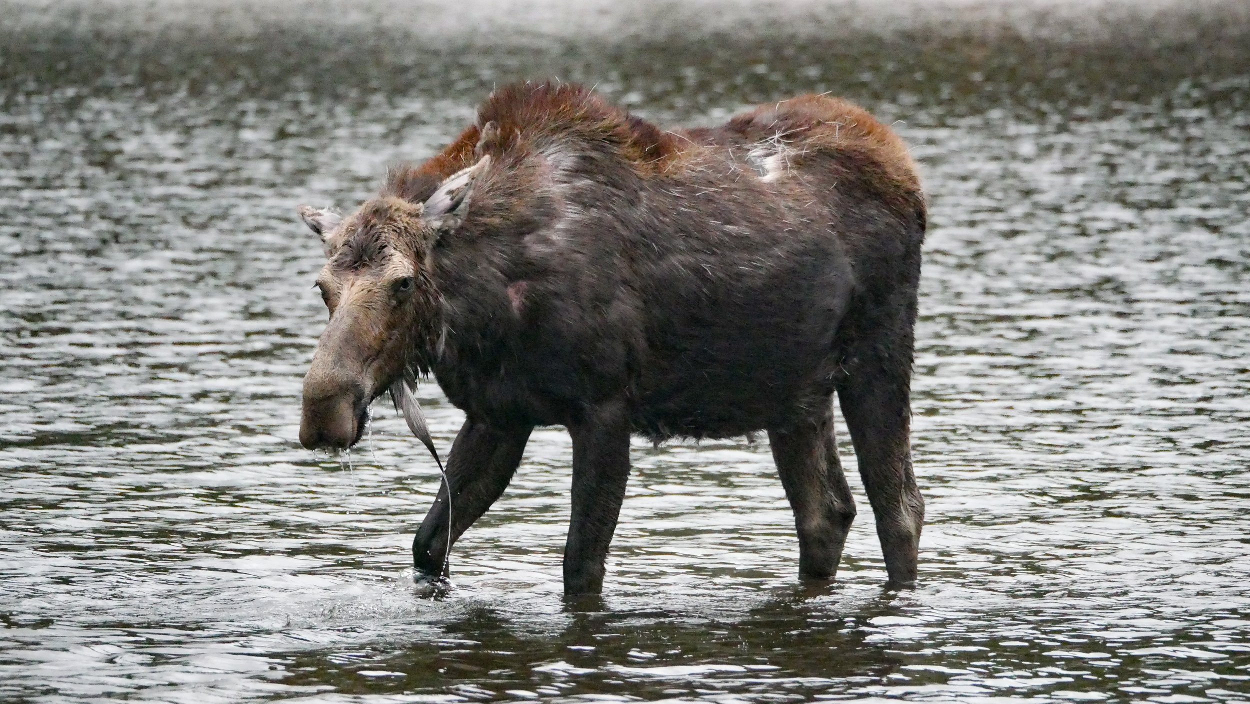LandscapeandWildlife_RMNP_-53.jpg
