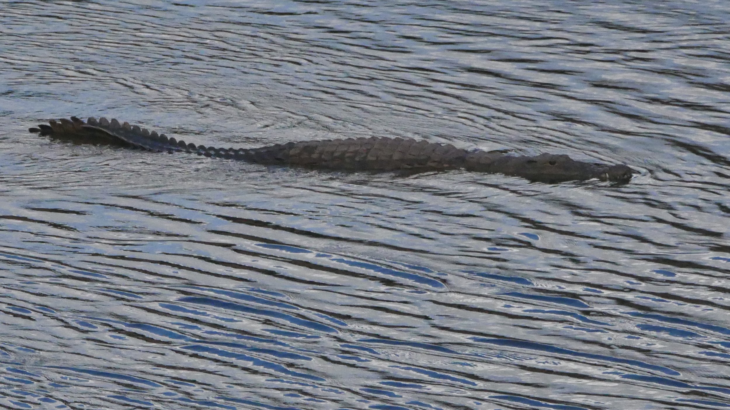 landscapeandwildlife_Kruger_-156.jpg