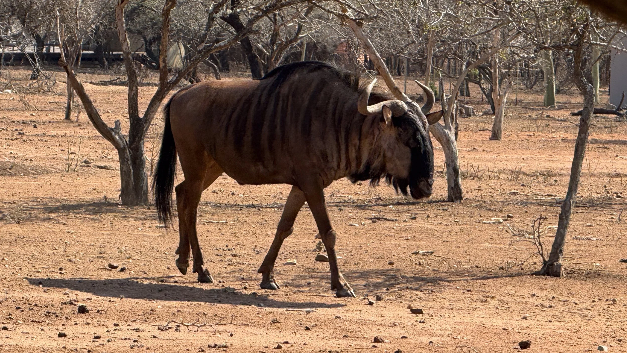 landscapeandwildlife_Kruger_-24-2.jpg