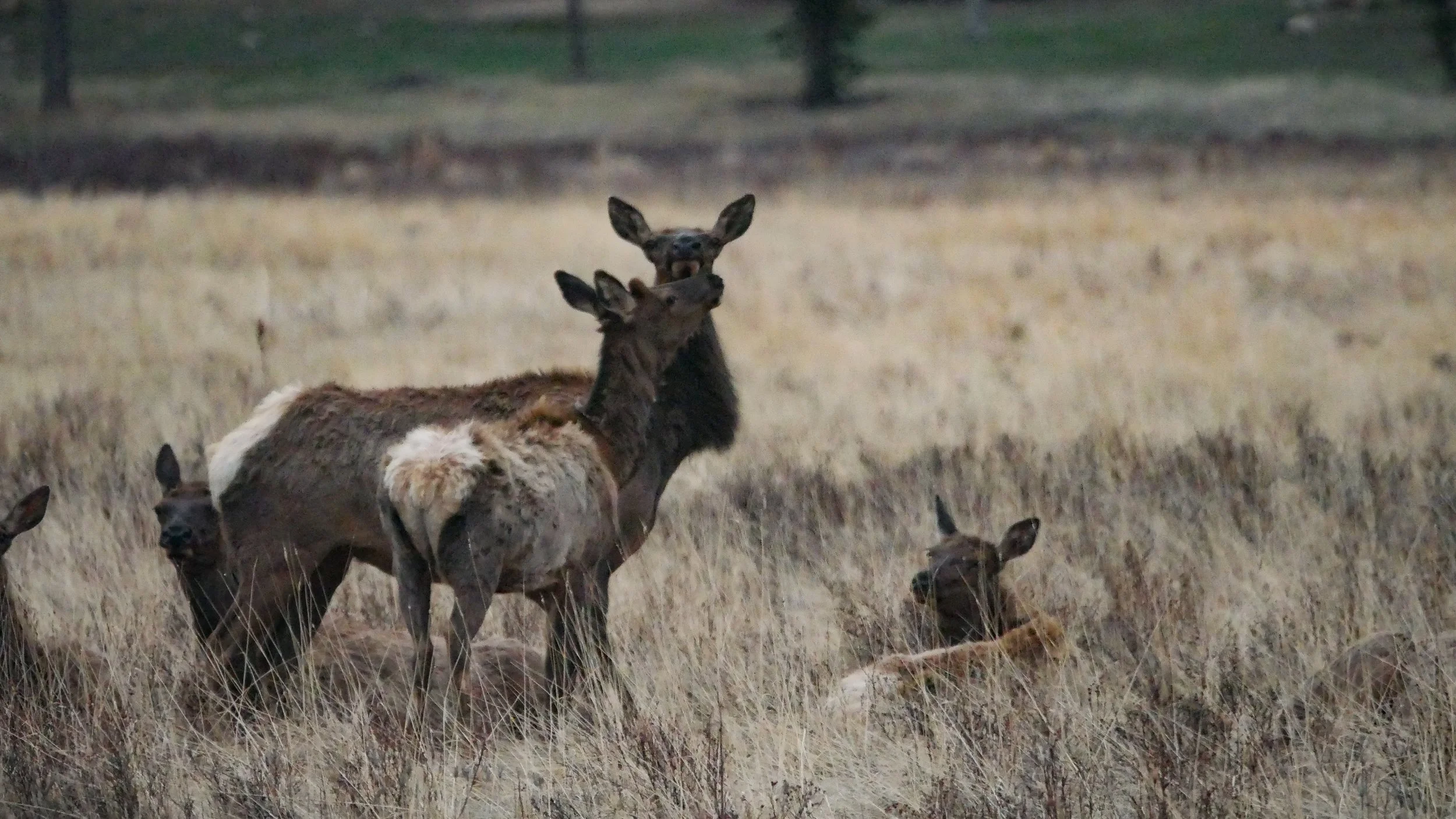 LandscapeandWildlife_RMNP_-57.jpg