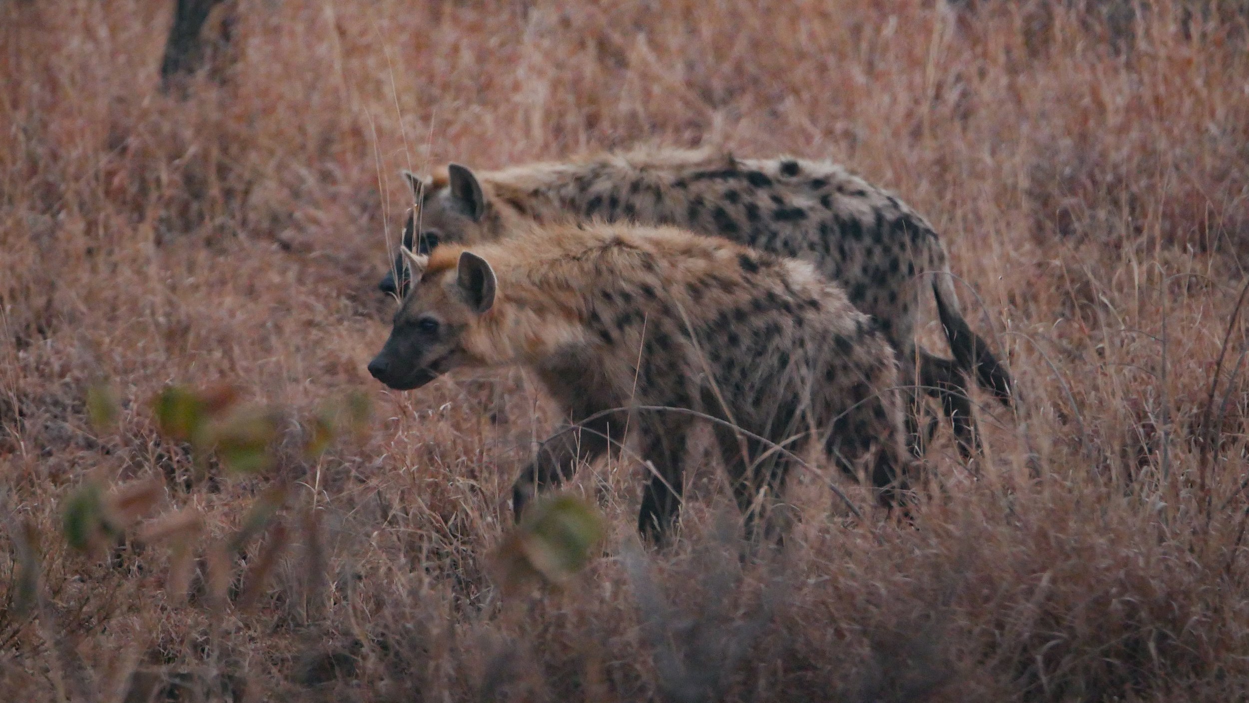 landscapeandwildlife_Kruger_-6.jpg